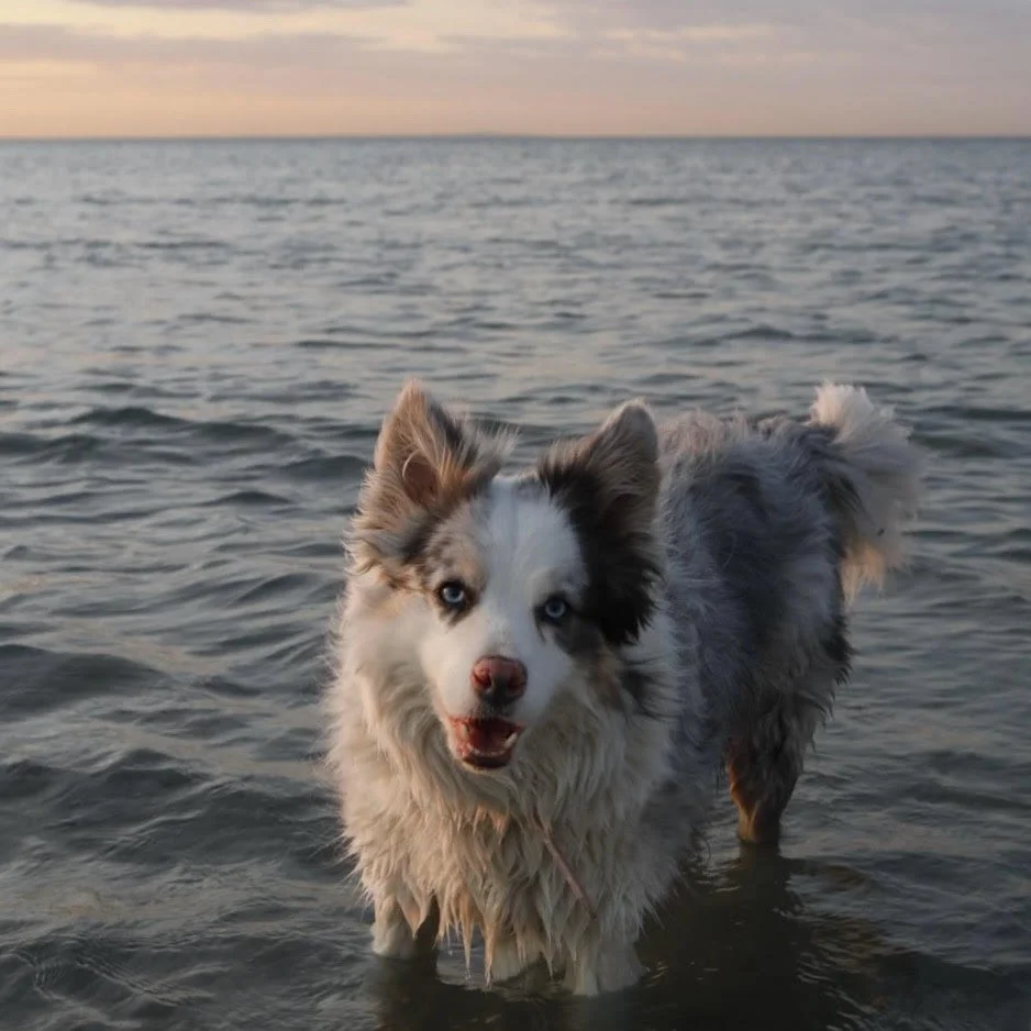A fluffy Border Collie dog with blue eyes standing in the ocean at sunset.