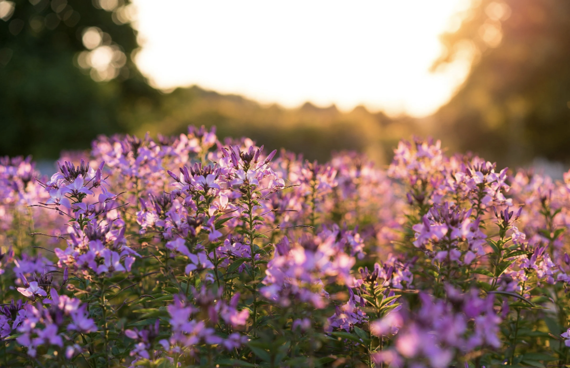 When Summer Isn't a Break: Navigating Cultural and Family Expectations