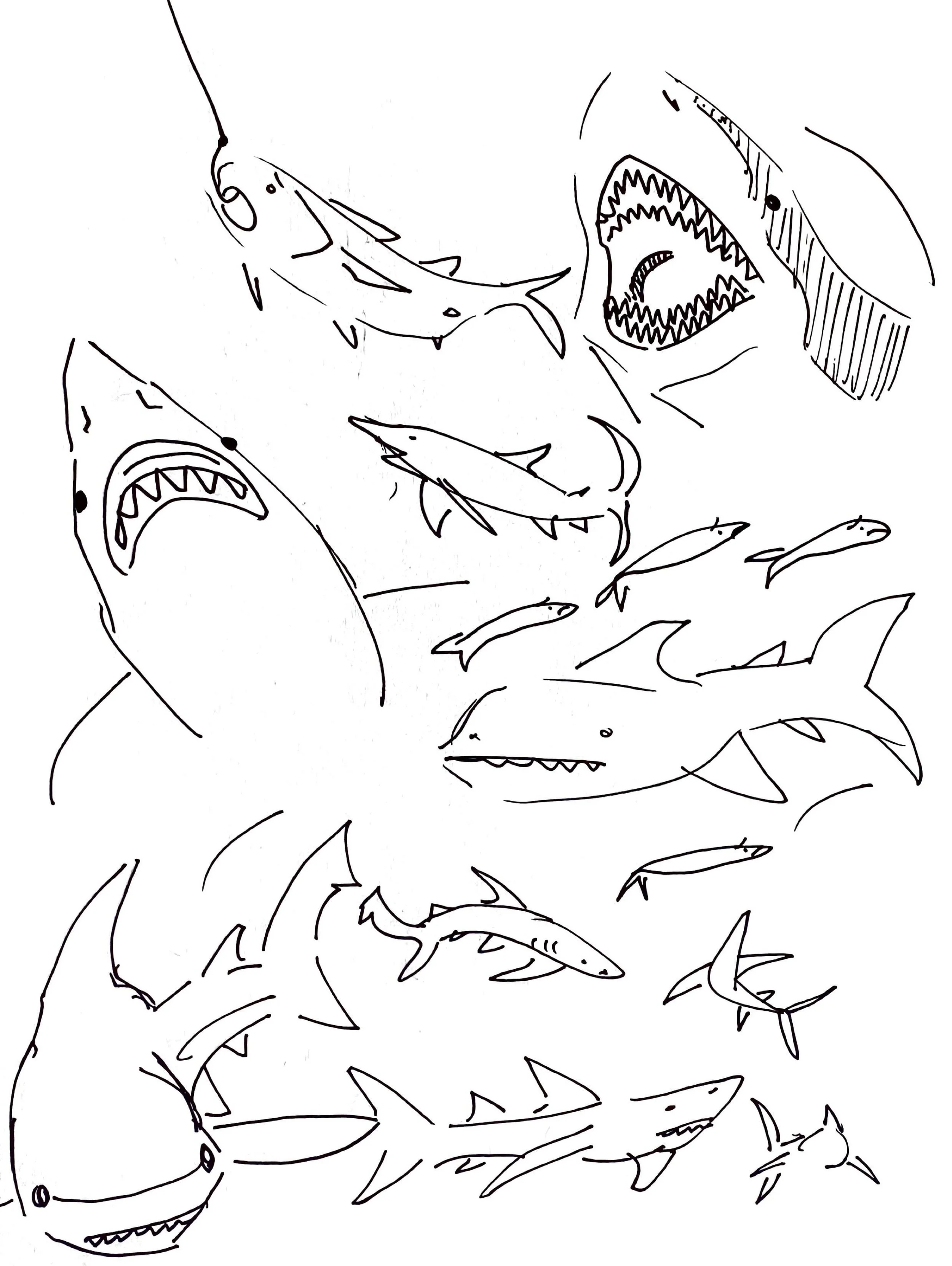 some observational sketches of modern sharks to see how they move