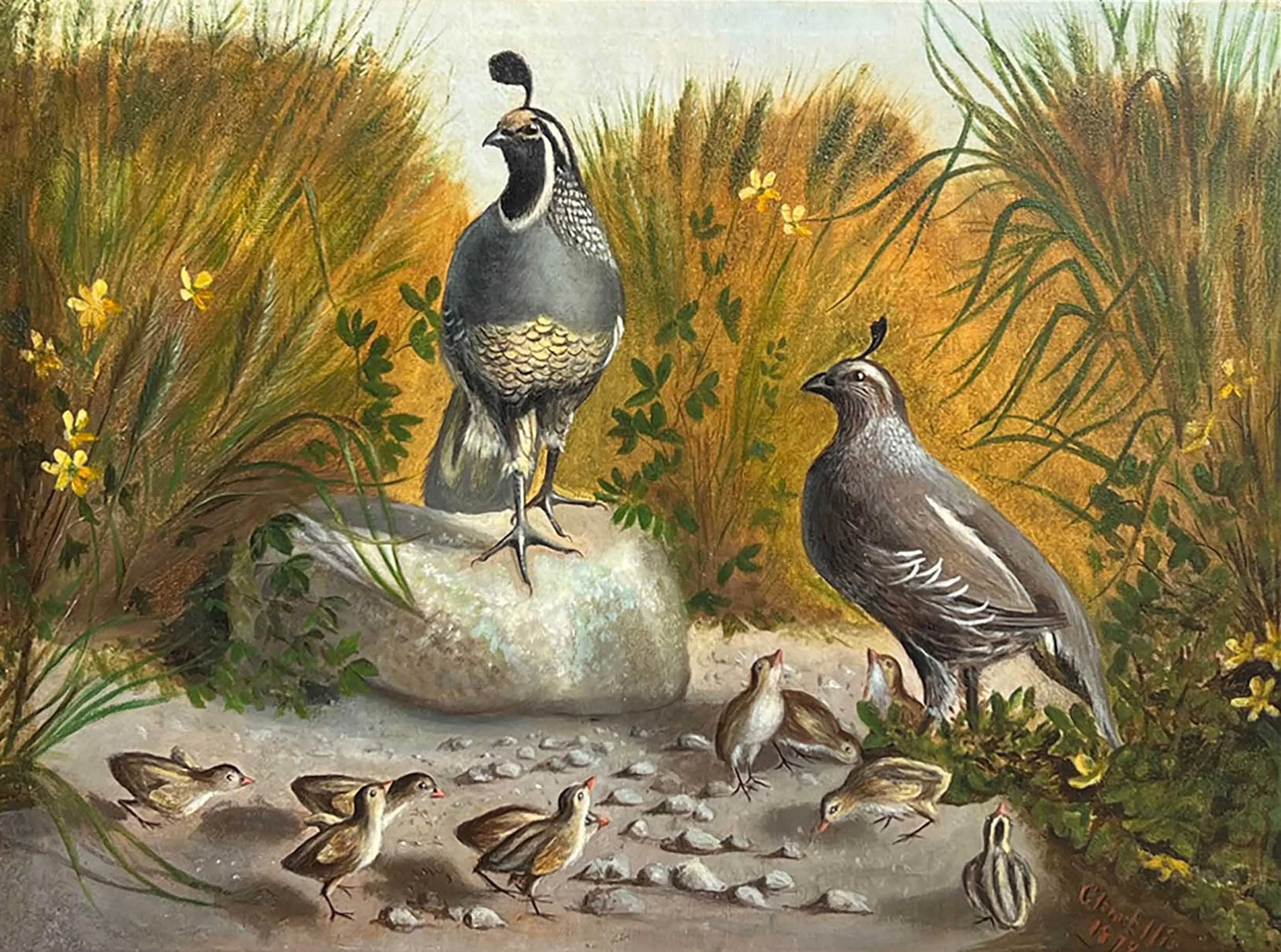 Ellis-Clara-California-Quail-and-Chicks-unframed.jpg