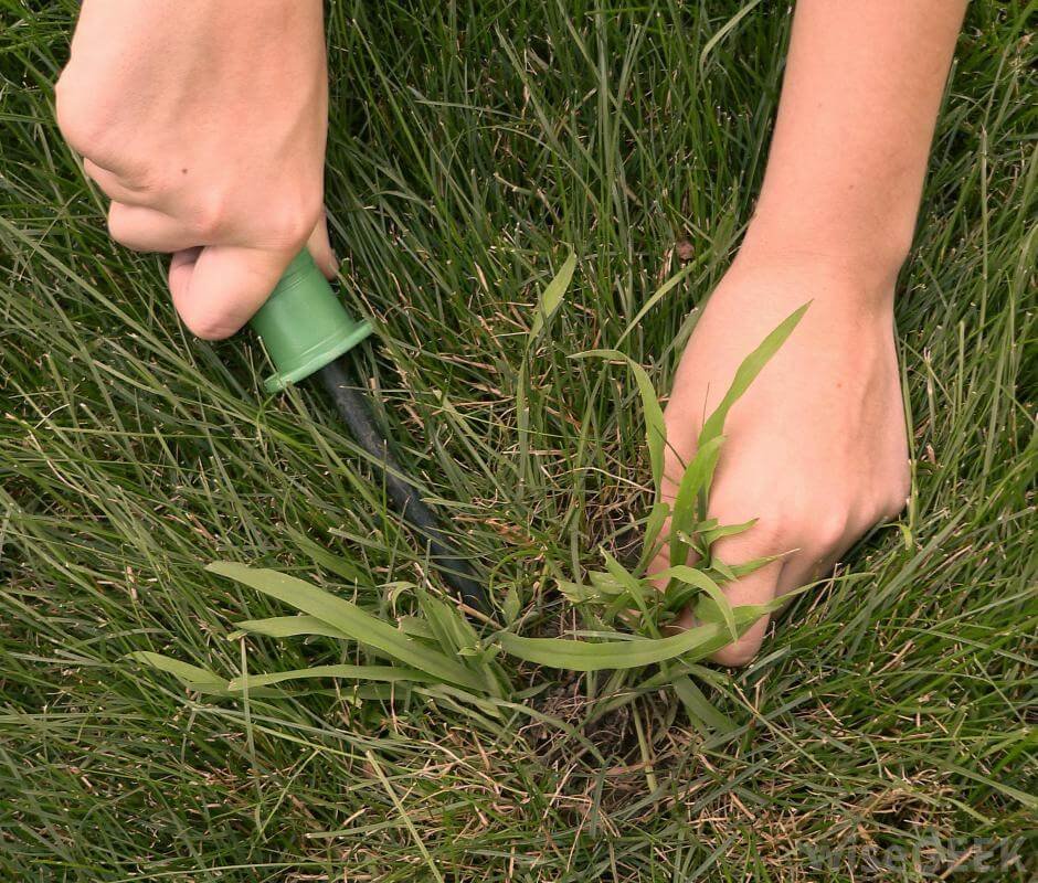 pulling up crabgrass in boise, idaho.