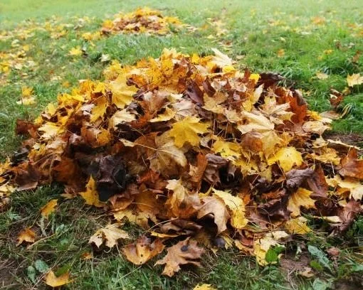 leaf removal curbside pickup