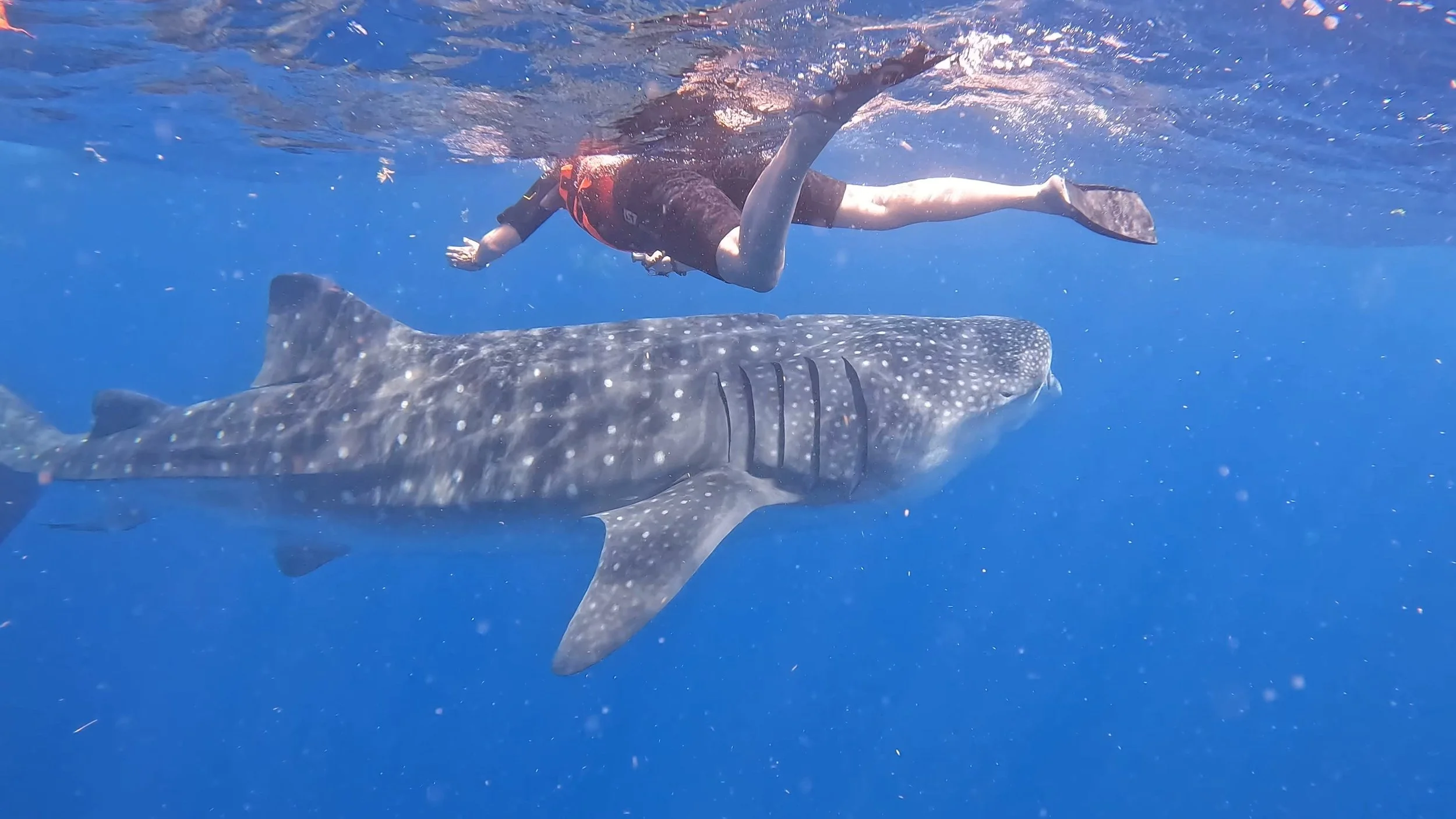 GPTempDownload 23.JPG