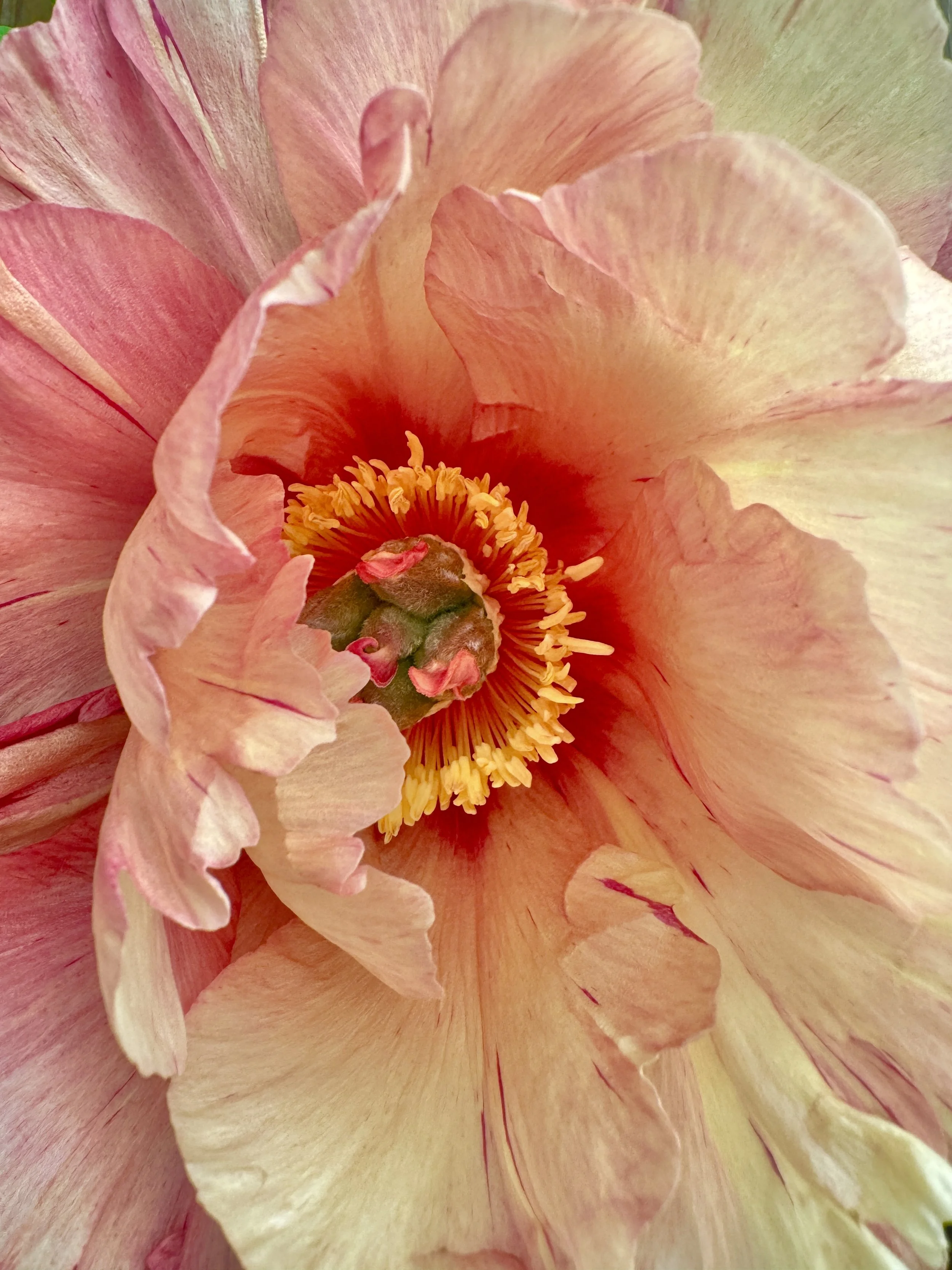 Close-up of a peach-colored flower with ruffled petals and a center filled with yellow anthers.