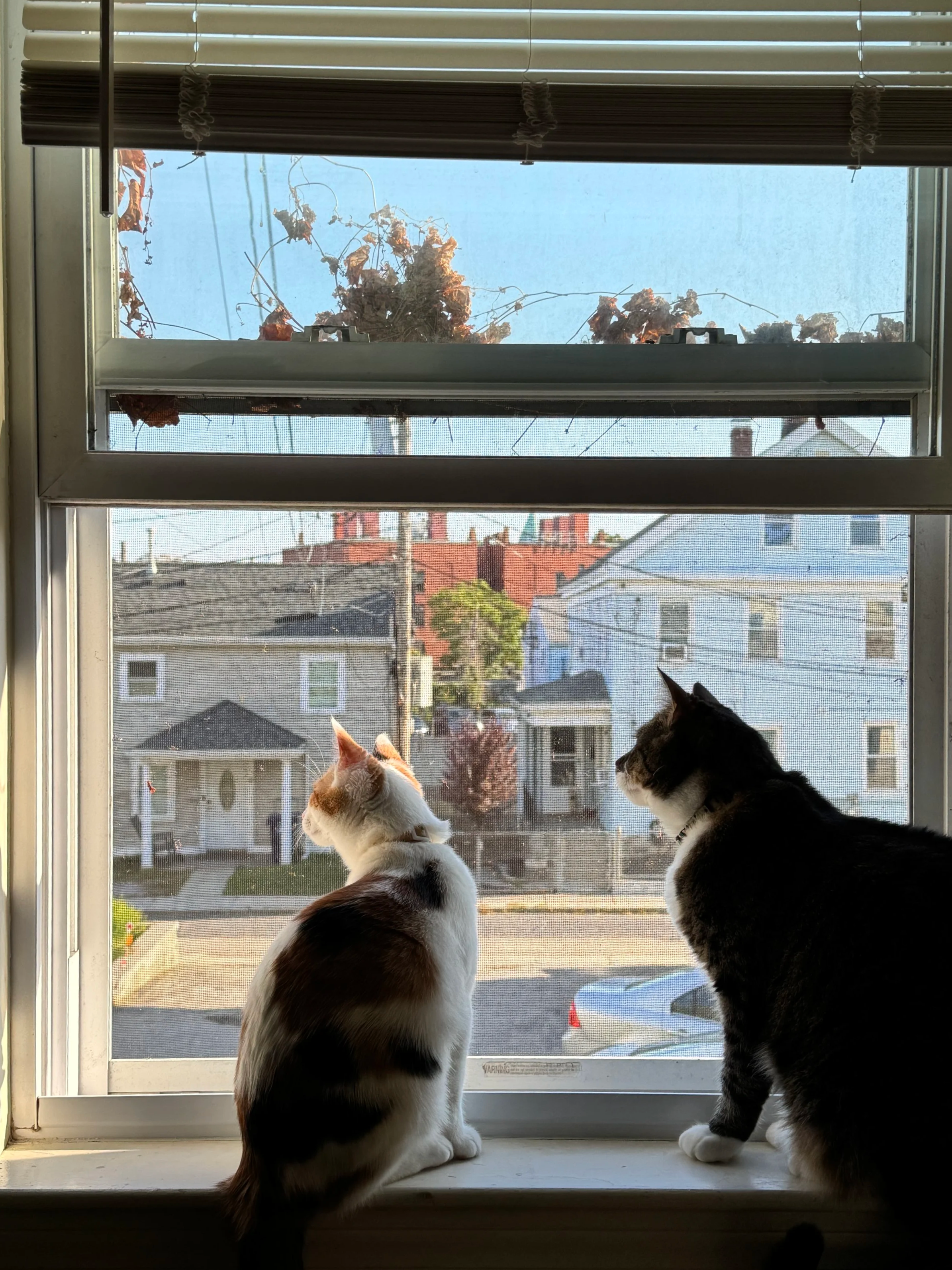 Two cats sitting on a window sill looking outside. One cat is orange and white, the other is black and white. Outside, there are houses, a parked car, and a street, with a partly cloudy sky.