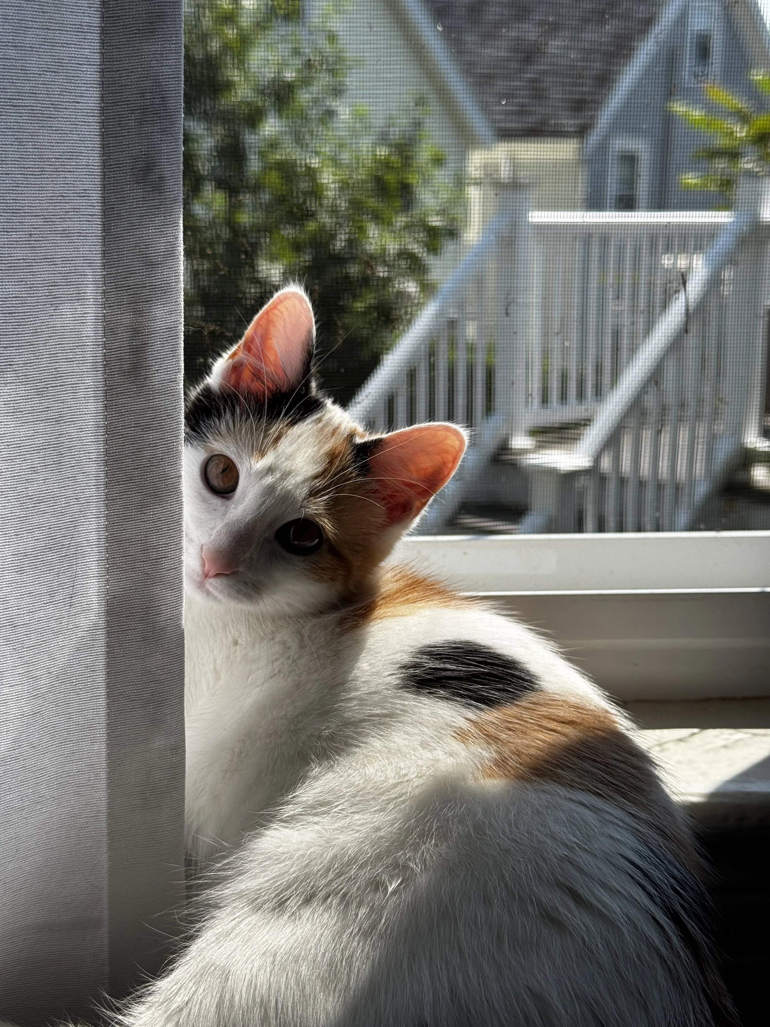 A calico cat with white, orange, and black fur partially hidden behind a curtain, looking out a window with a blurred outdoor staircase in the background.