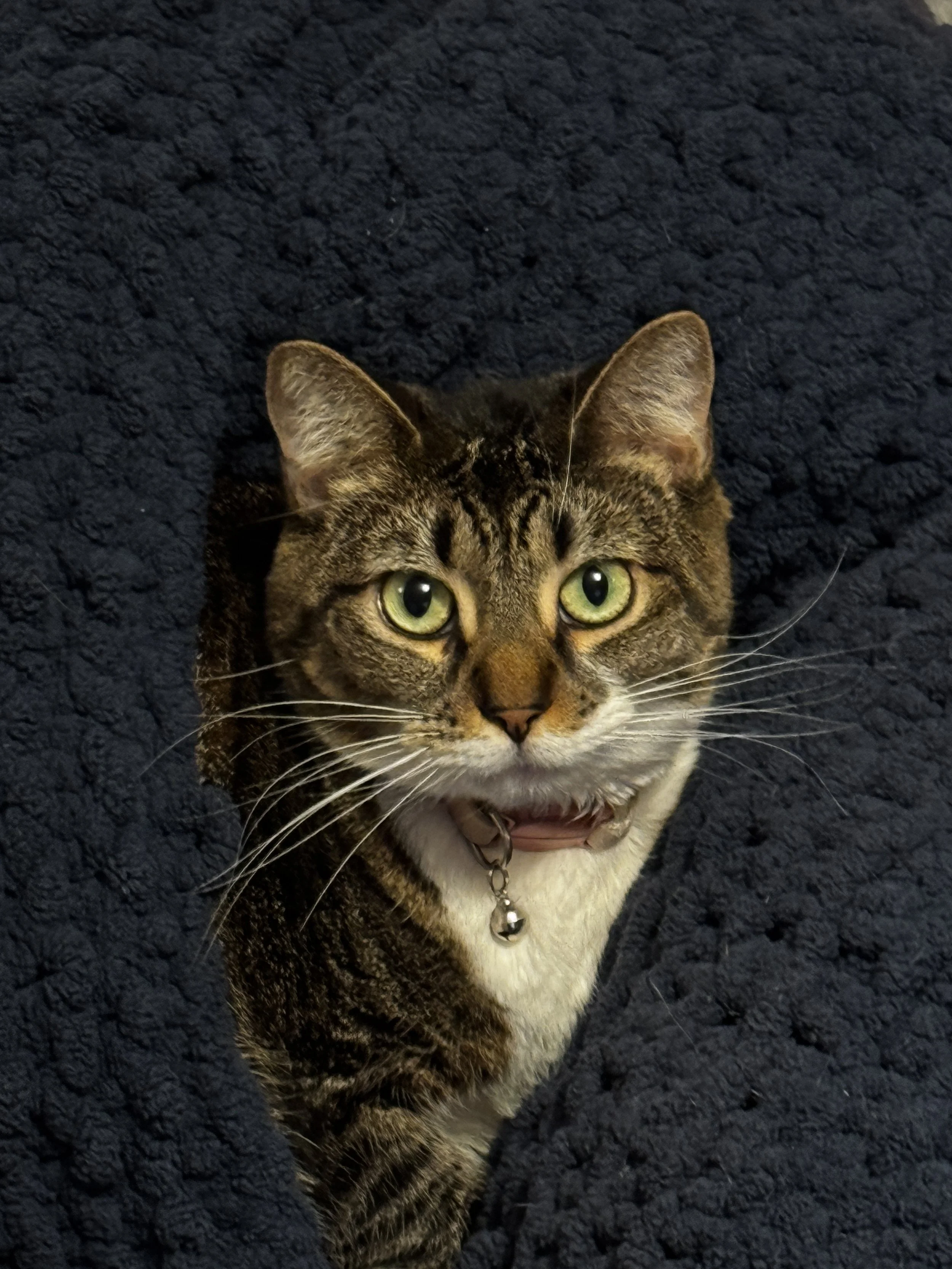 A tabby cat with green eyes and a collar with a bell, sitting on a dark textured surface.