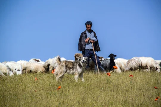 Pastor, thank you for feeding me
