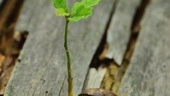 No Root, No Fruit! The Importance of Stabilizing Converts Before Putting Them in Key Roles