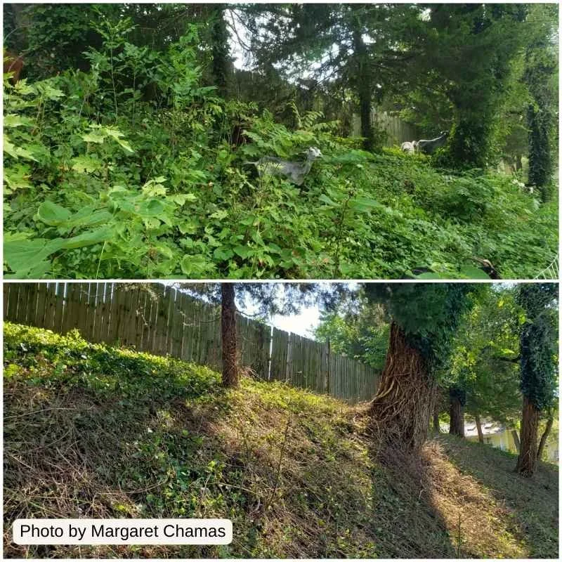 before vs after with goats clearing weeds