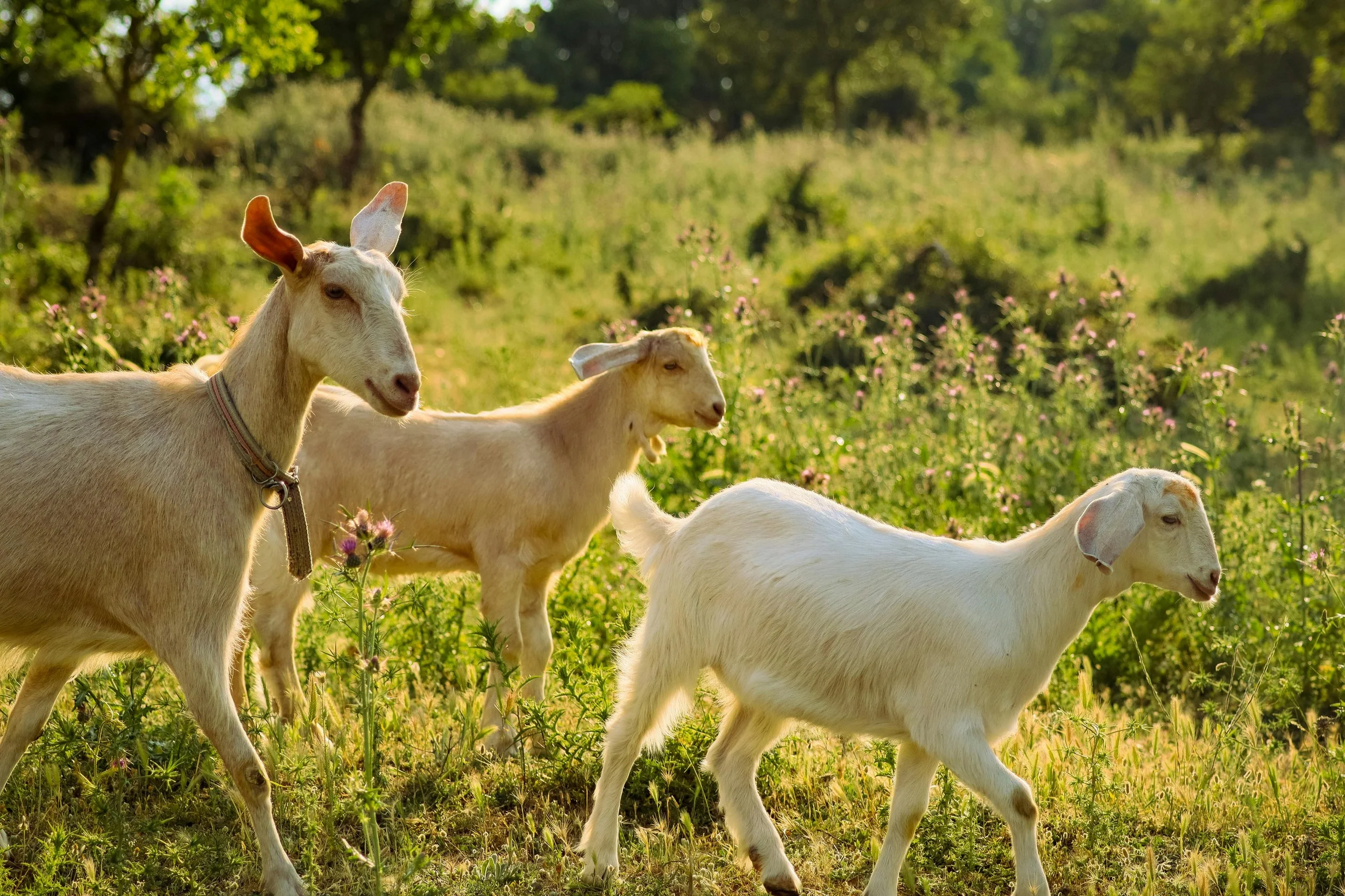 Goats clearing weeds in Logan