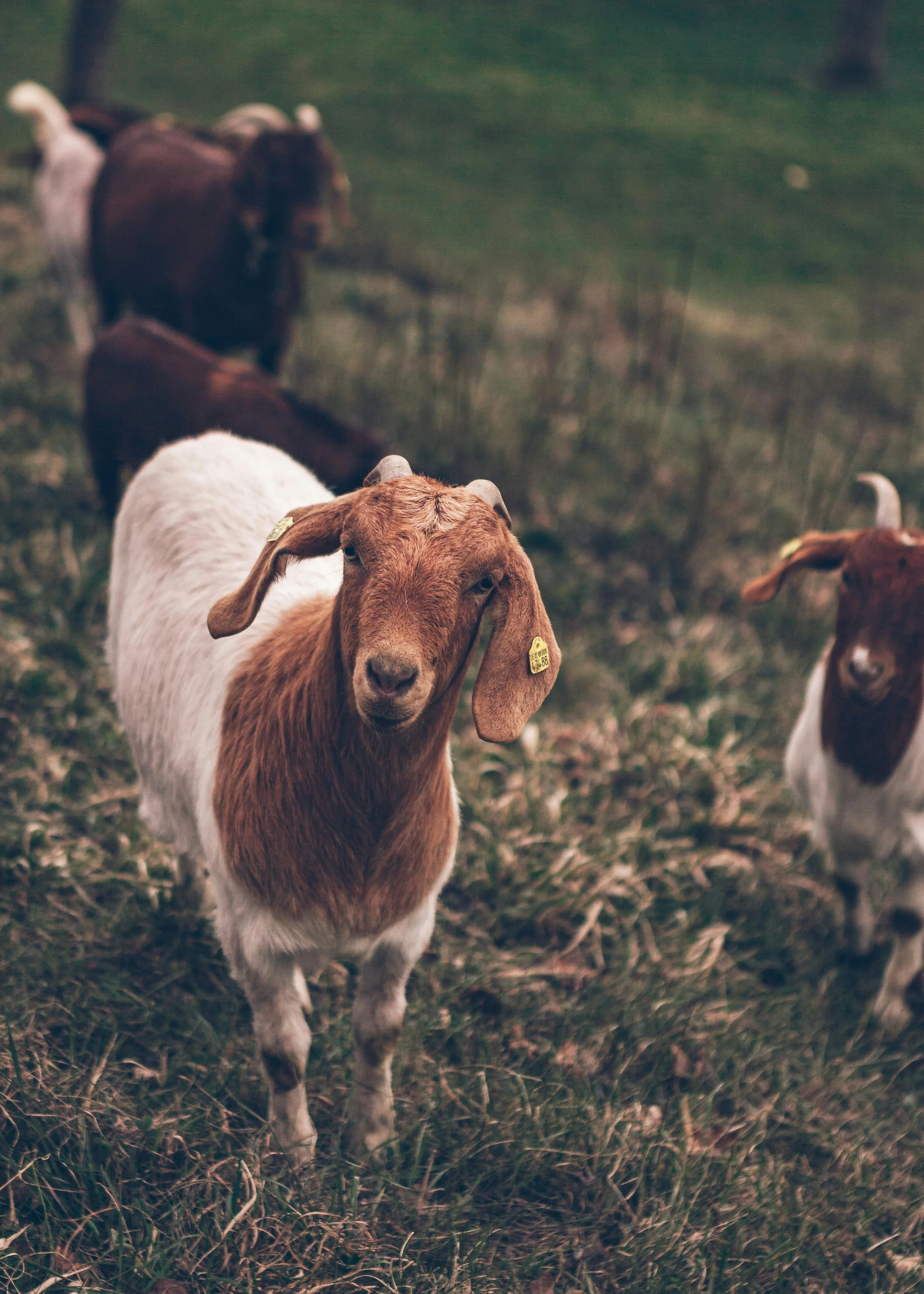 goats clearing weeds