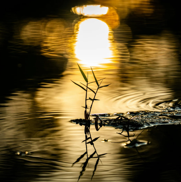 Screenshot 2026-01-31 190244.png (Copy)