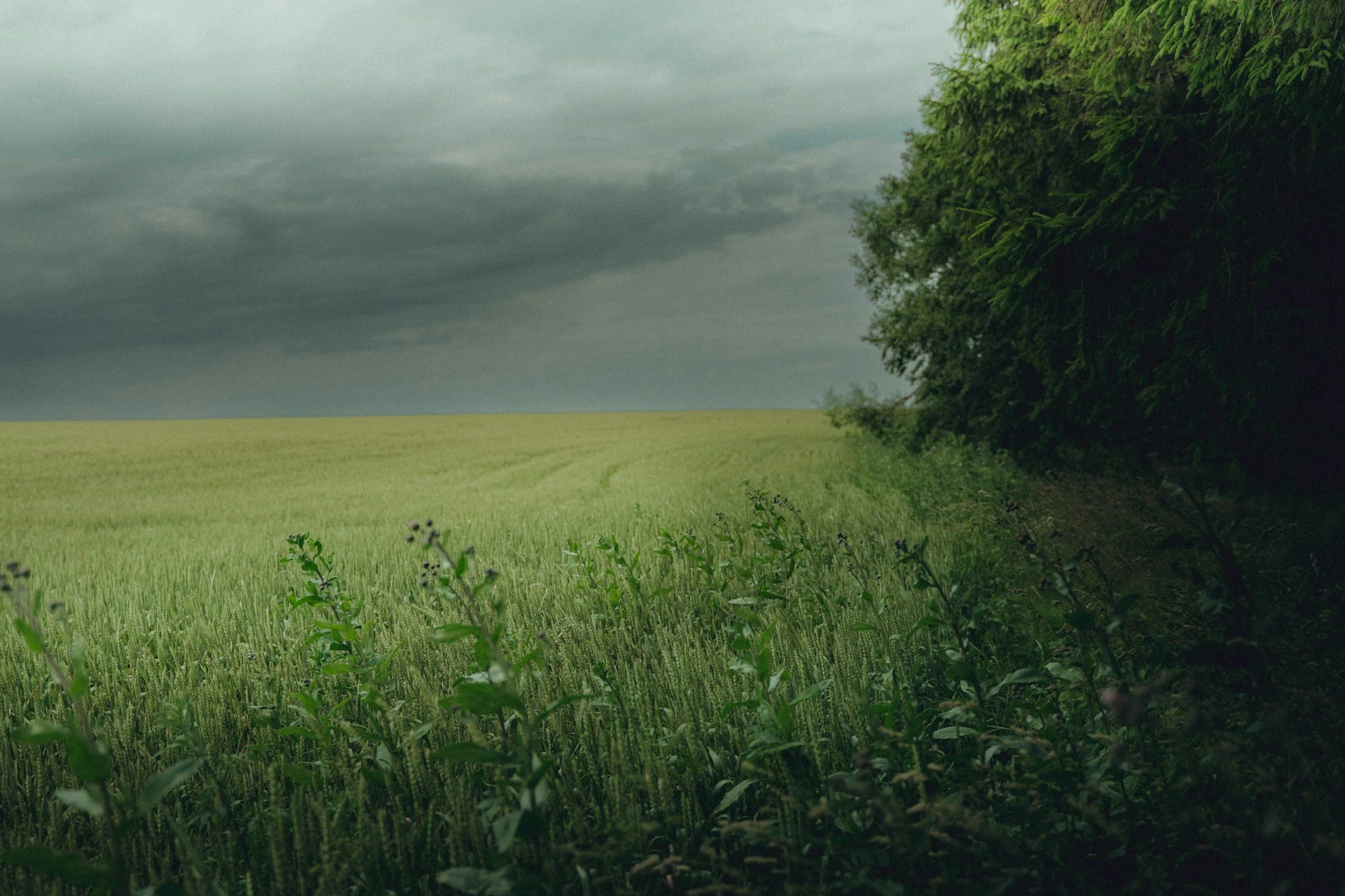 The edge of a forest softens into a meadow with dark clouds in the sky. This is an ecotone.