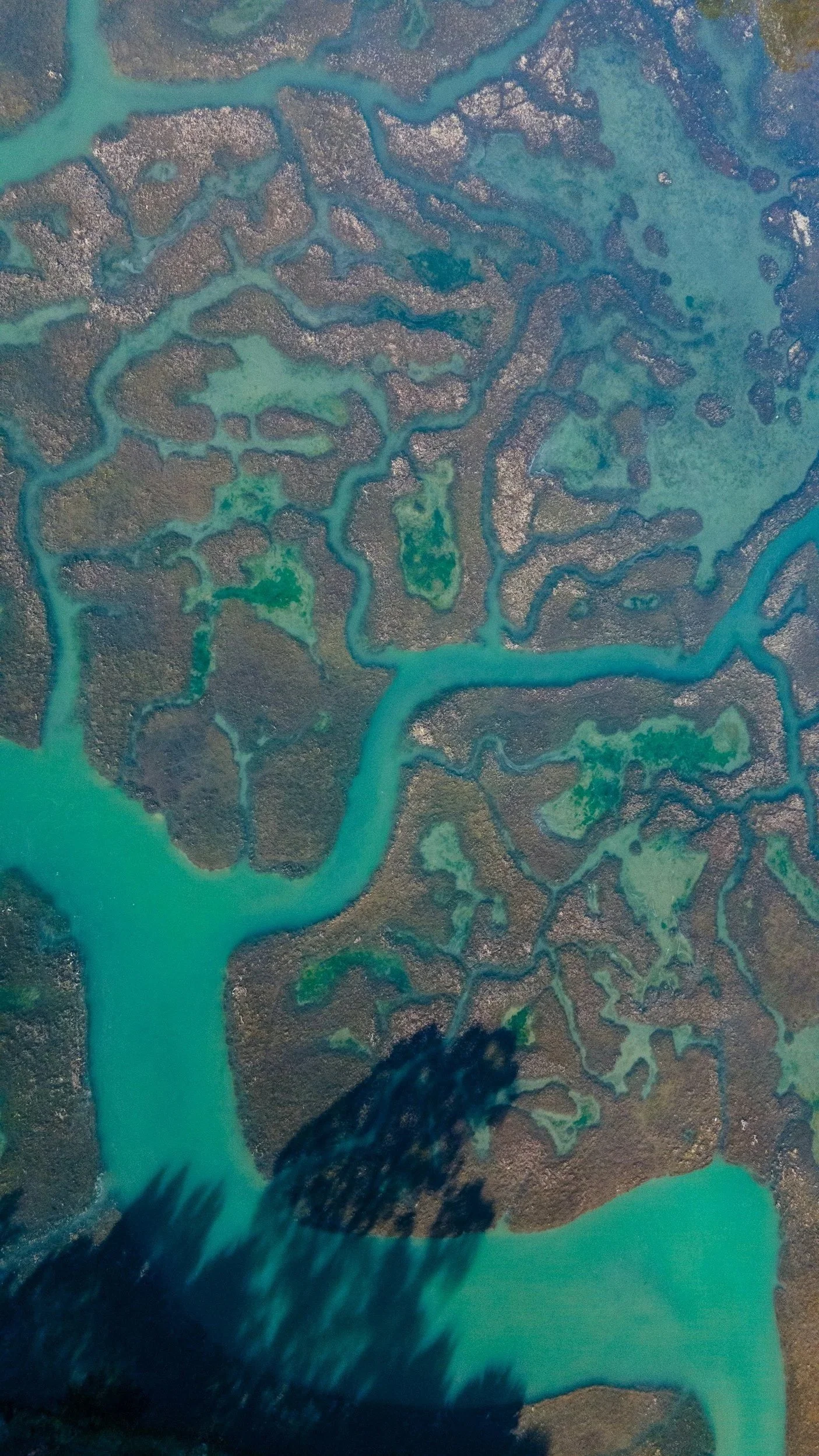 Aerial view of an ecotone, a marsh with multiple channels and green vegetation islands.