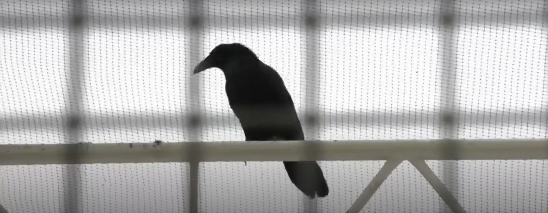 Lovesick raven unable to break free from Calgary gardening centre