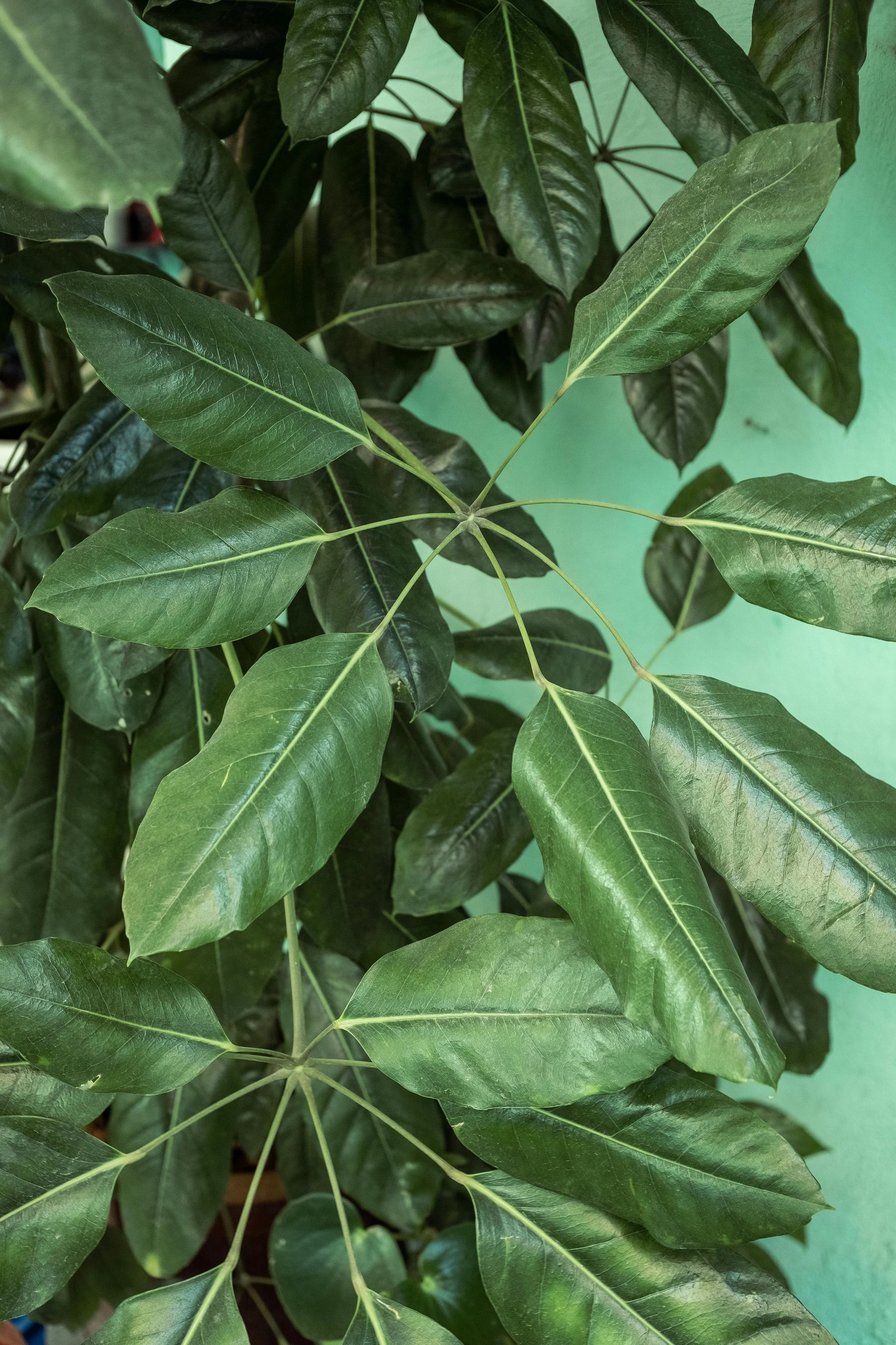 In Home Plant Sitting