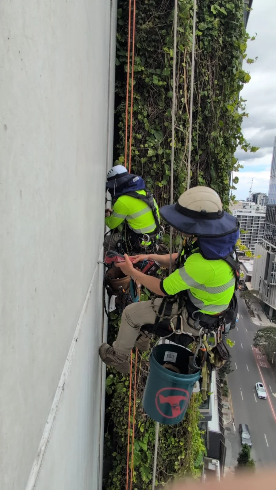 Two workers in safety vests and hats climbing a building exterior with greenery, using harnesses and ropes for safety.