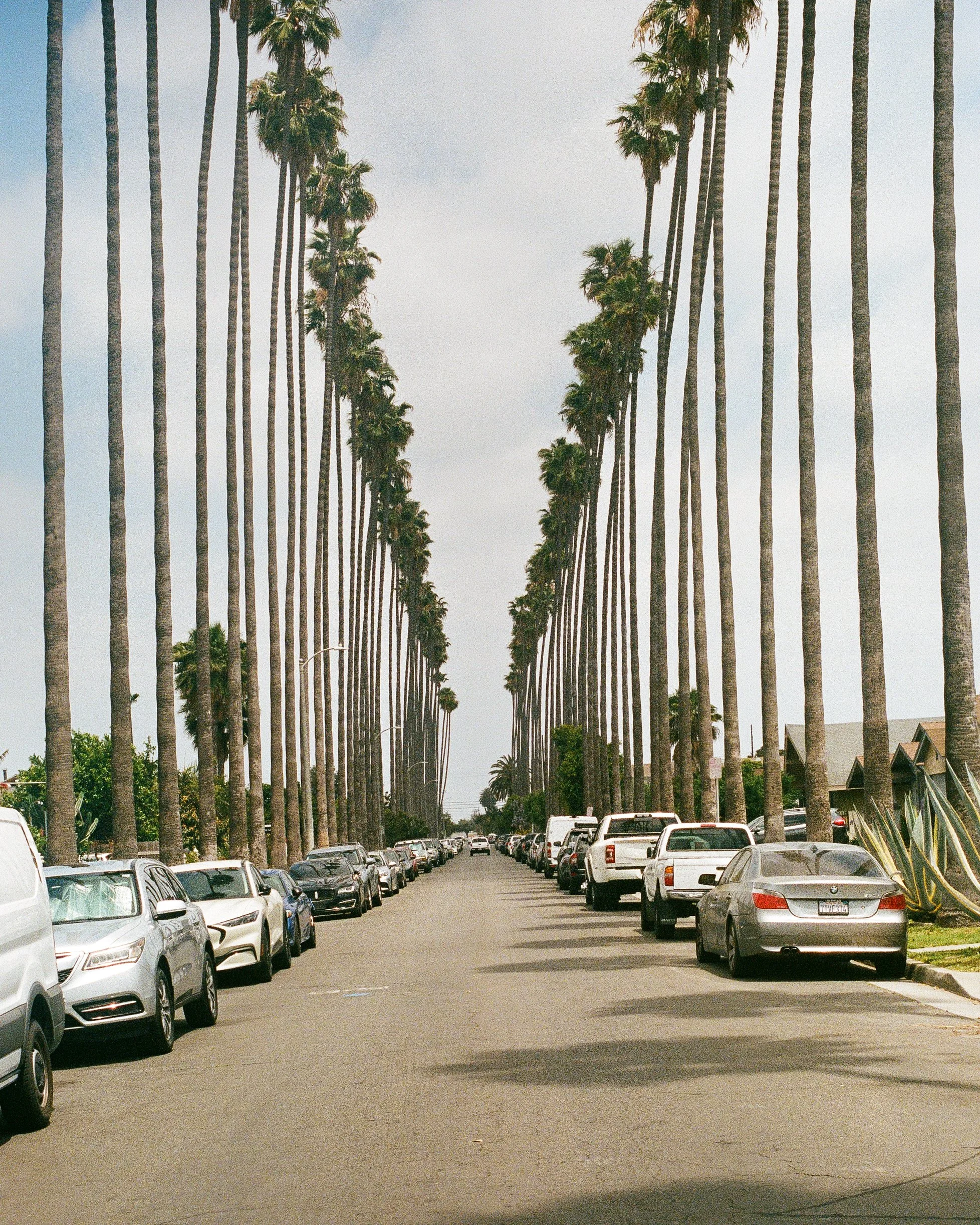 CALI FILM6.jpg
