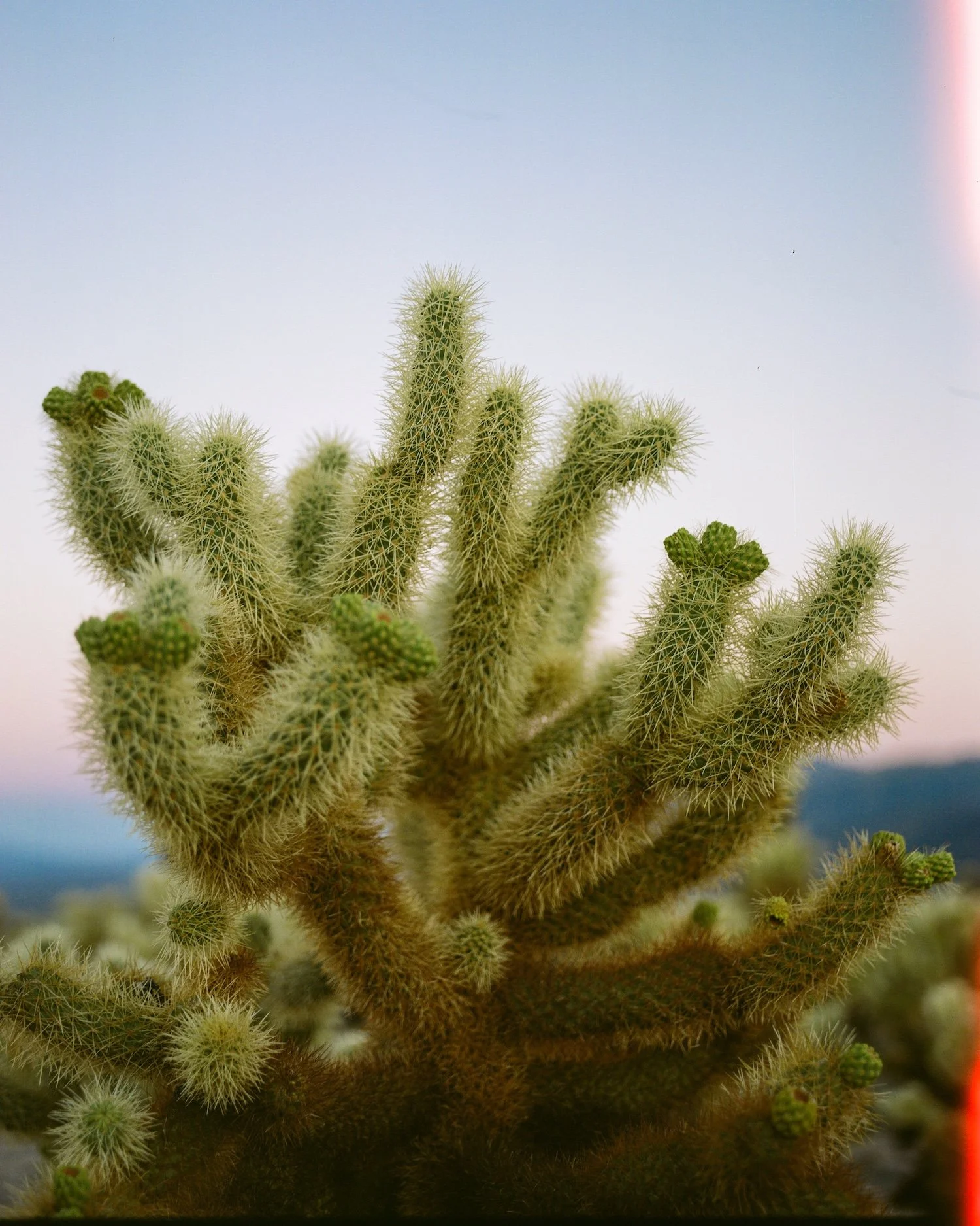 JOSHUA TREE FILM3.jpg