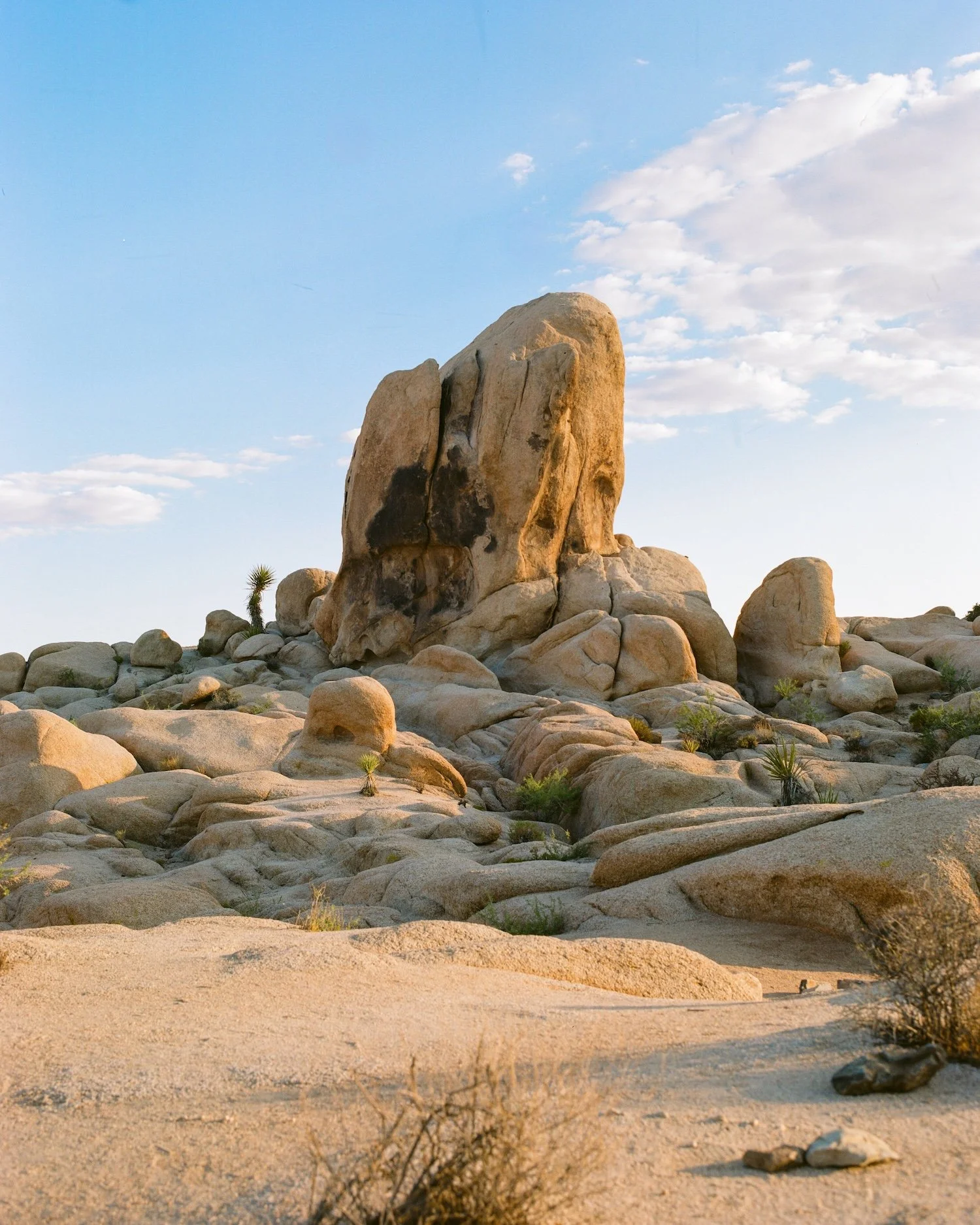 JOSHUA TREE FILM4.jpg