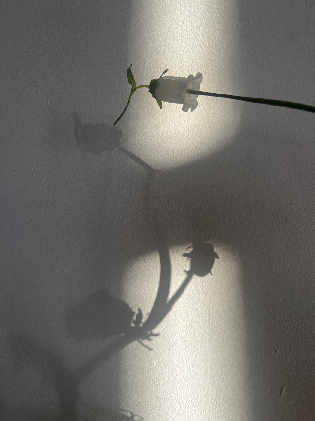 Go ahead and create a false appearance; the appearance will become the reality. - Sōfū Teshigahara