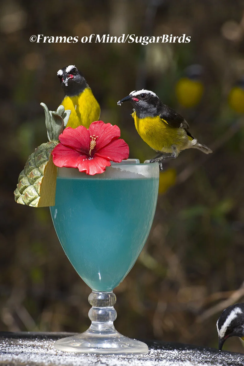 Sugar+Bird+Cocktail.jpg