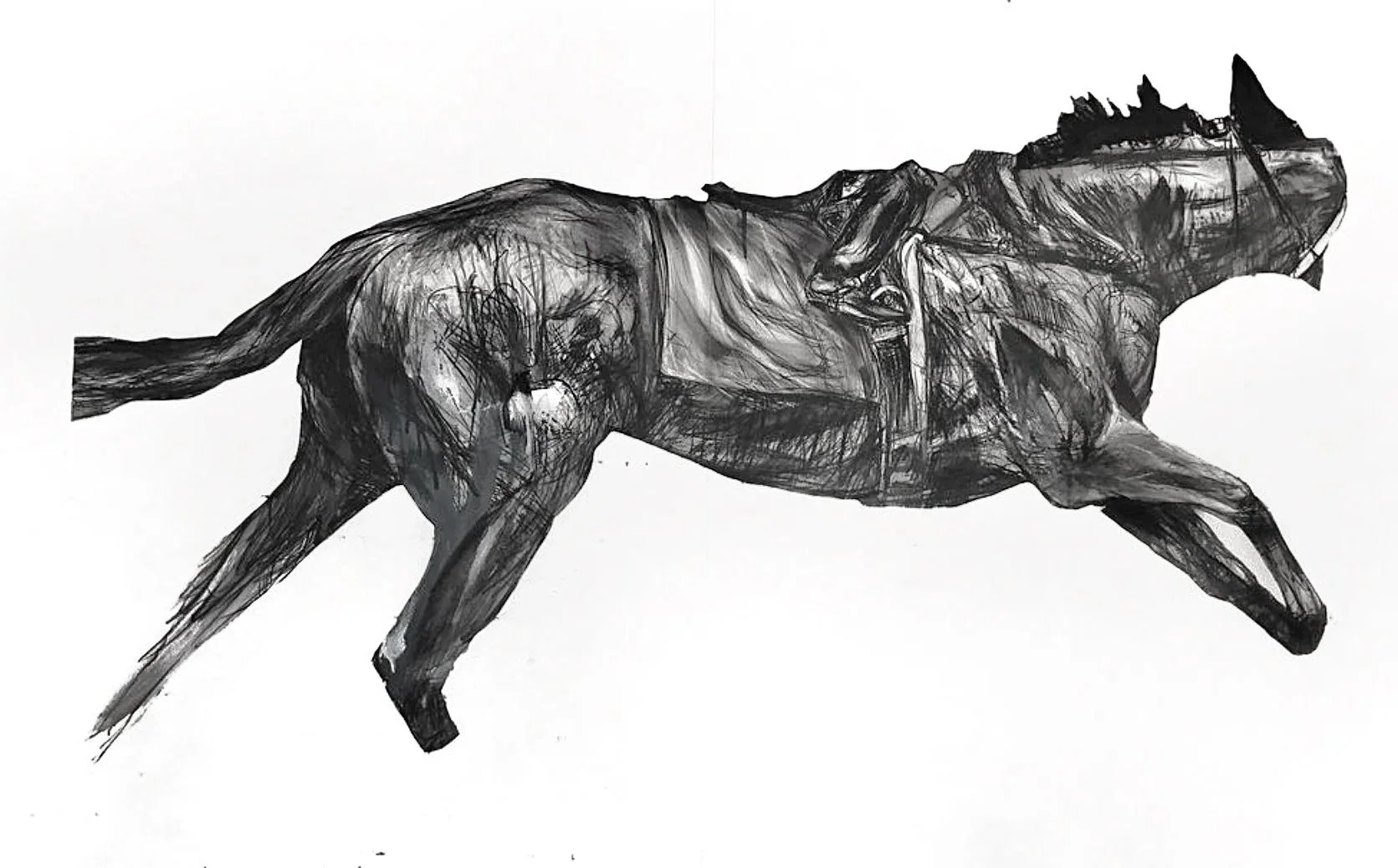 Thoroughbred 4 Charcoal On Museum Board 40inx64in