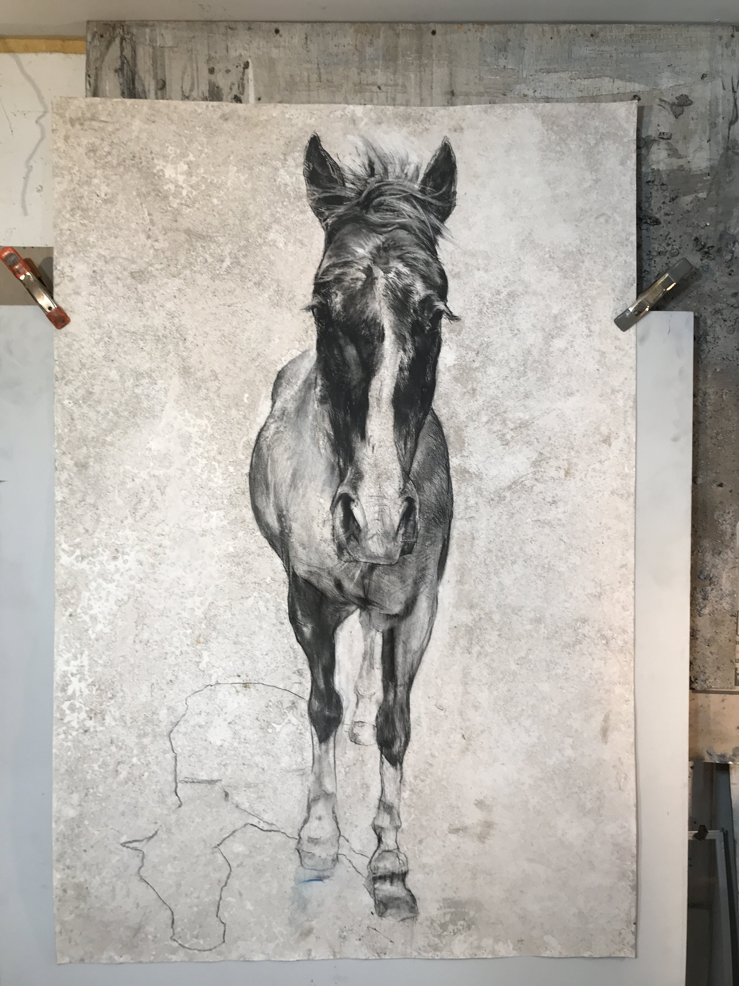 Hank Charcoal On Museum Board 40inx60in