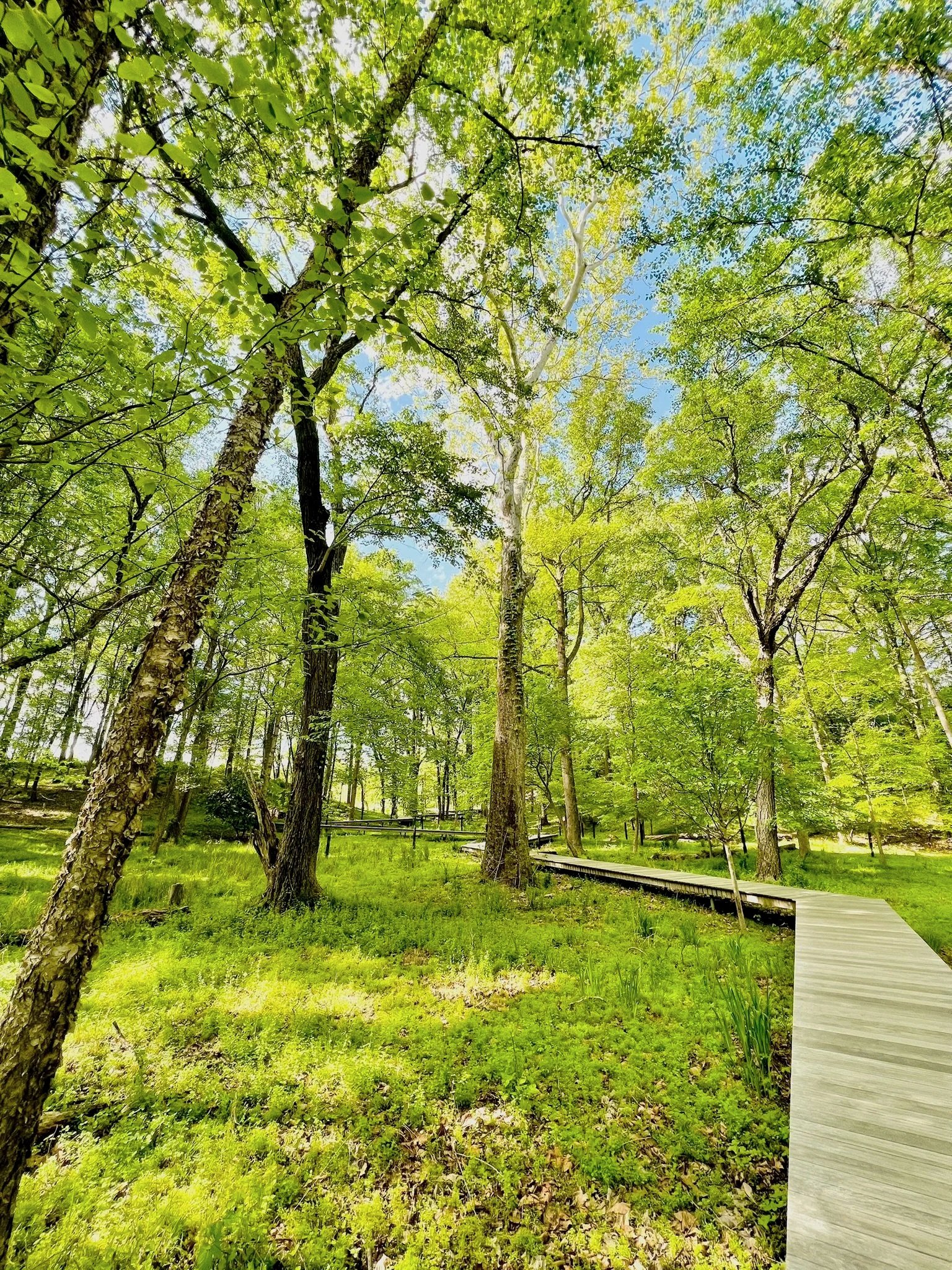 a wooden boardwalk winding through trees at glenstone museum