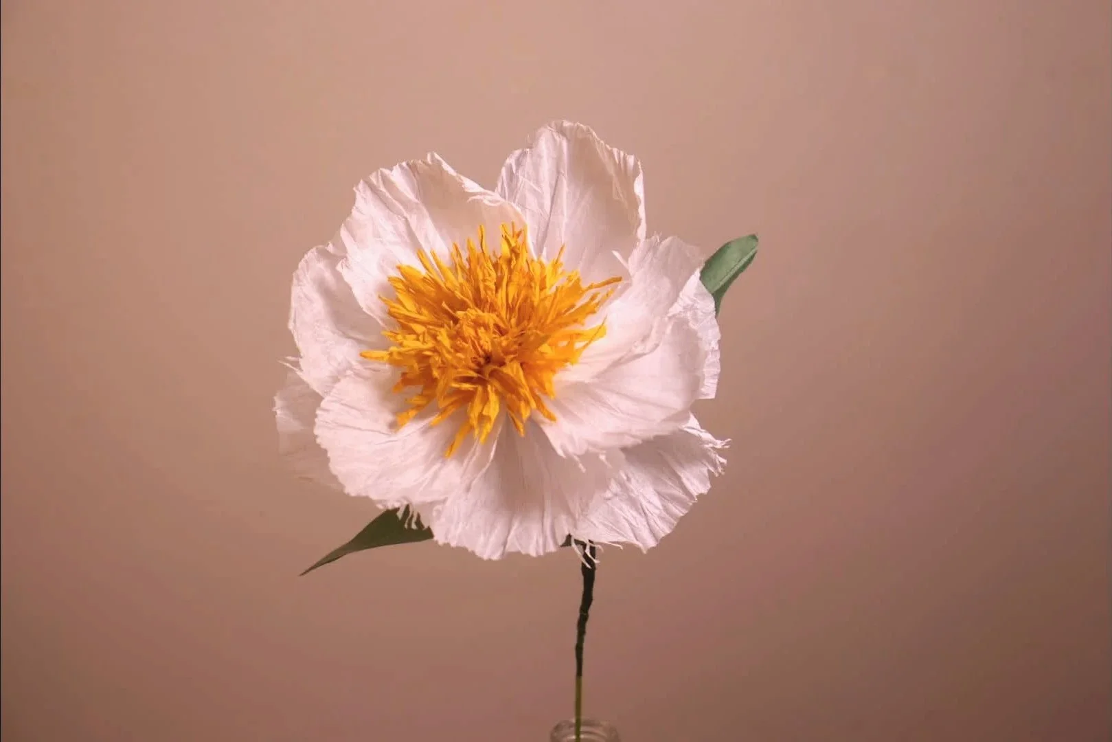 Paper Jan Van Peony
