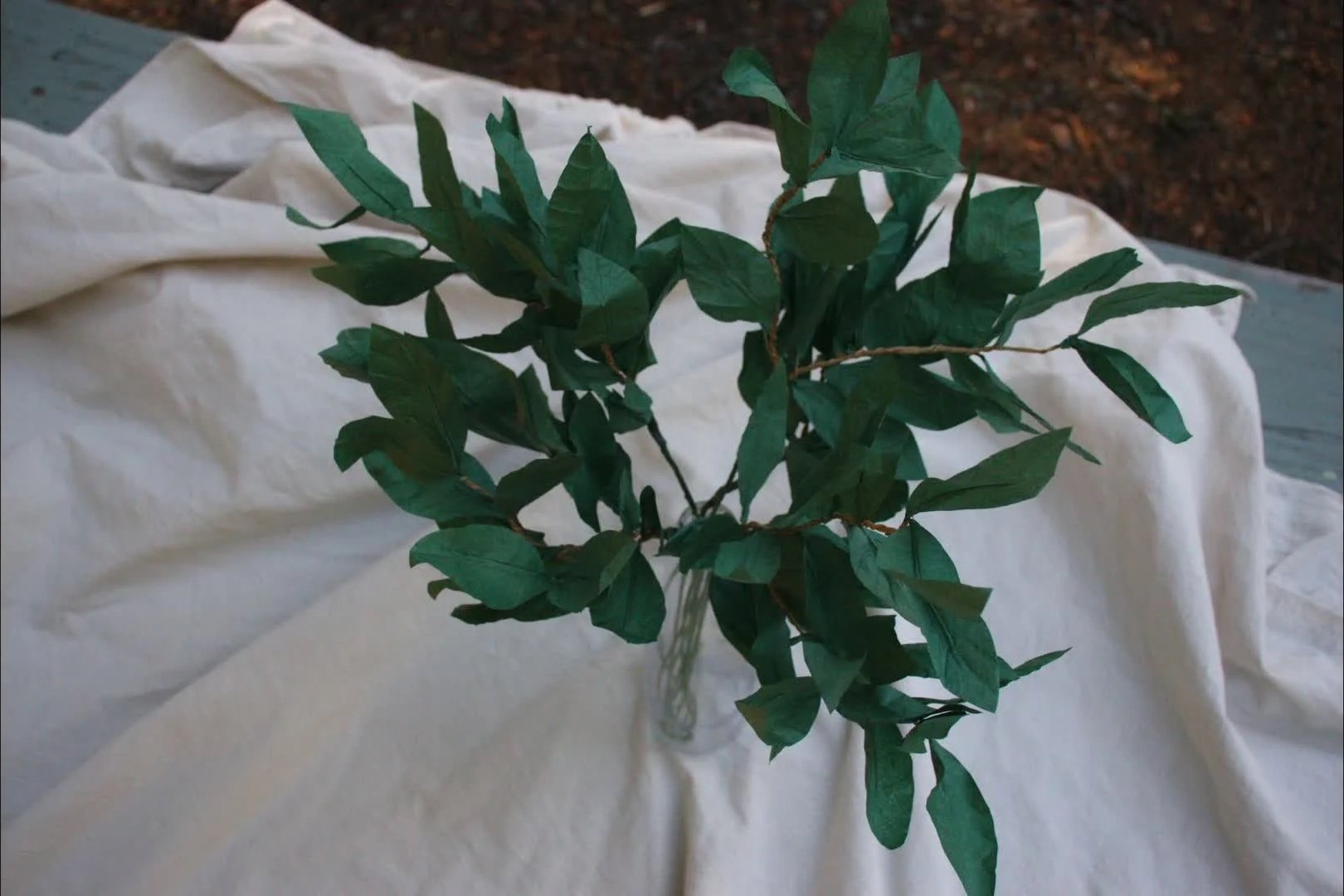 ruscus00216947.jpg