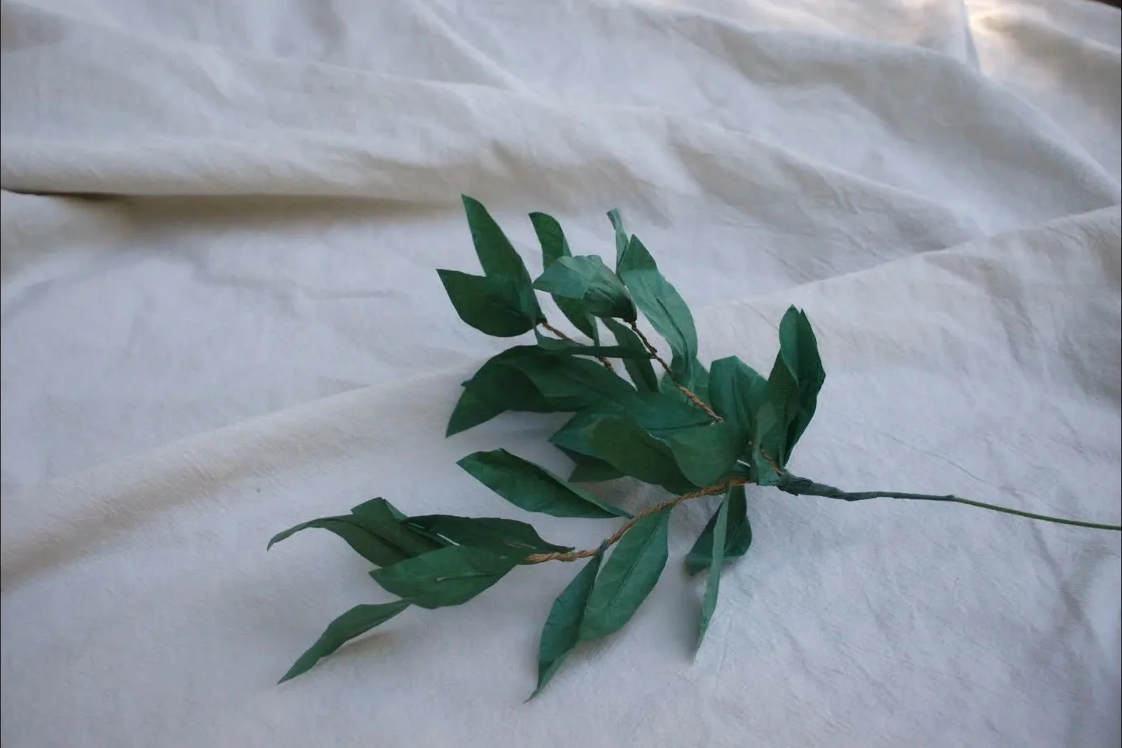 ruscus00216940.jpg