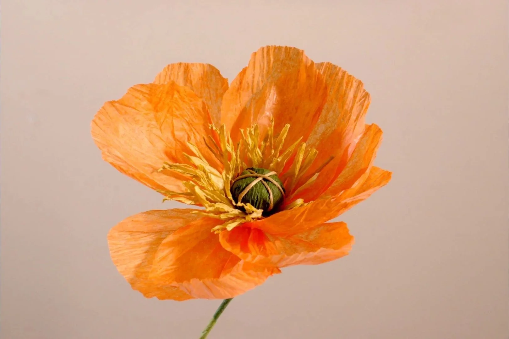 Paper  Poppy