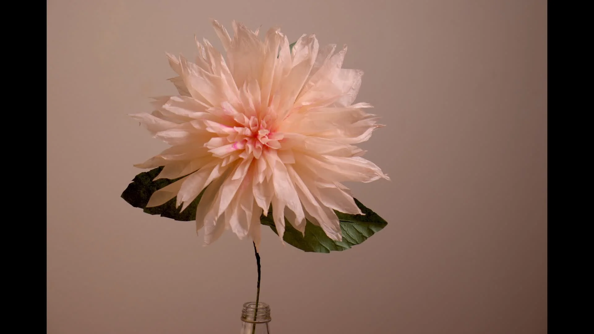 Paper Dinner Plate Dahlia