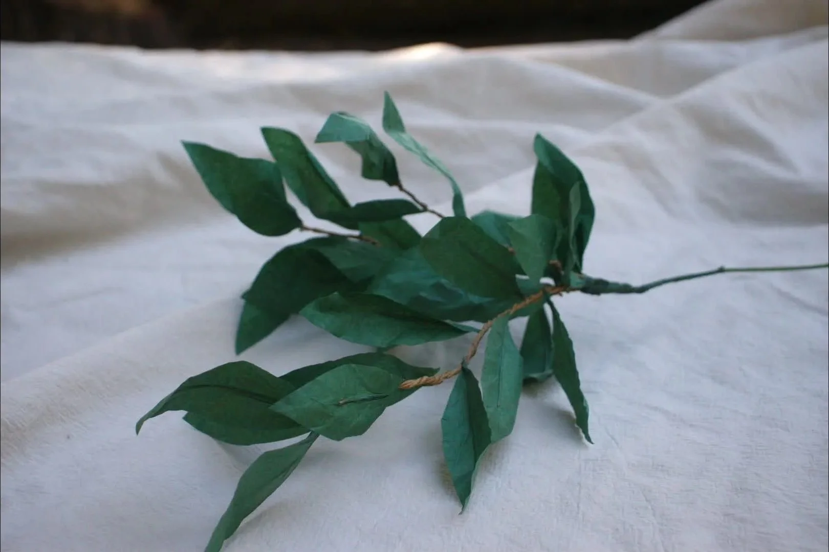 ruscus00216938.jpg