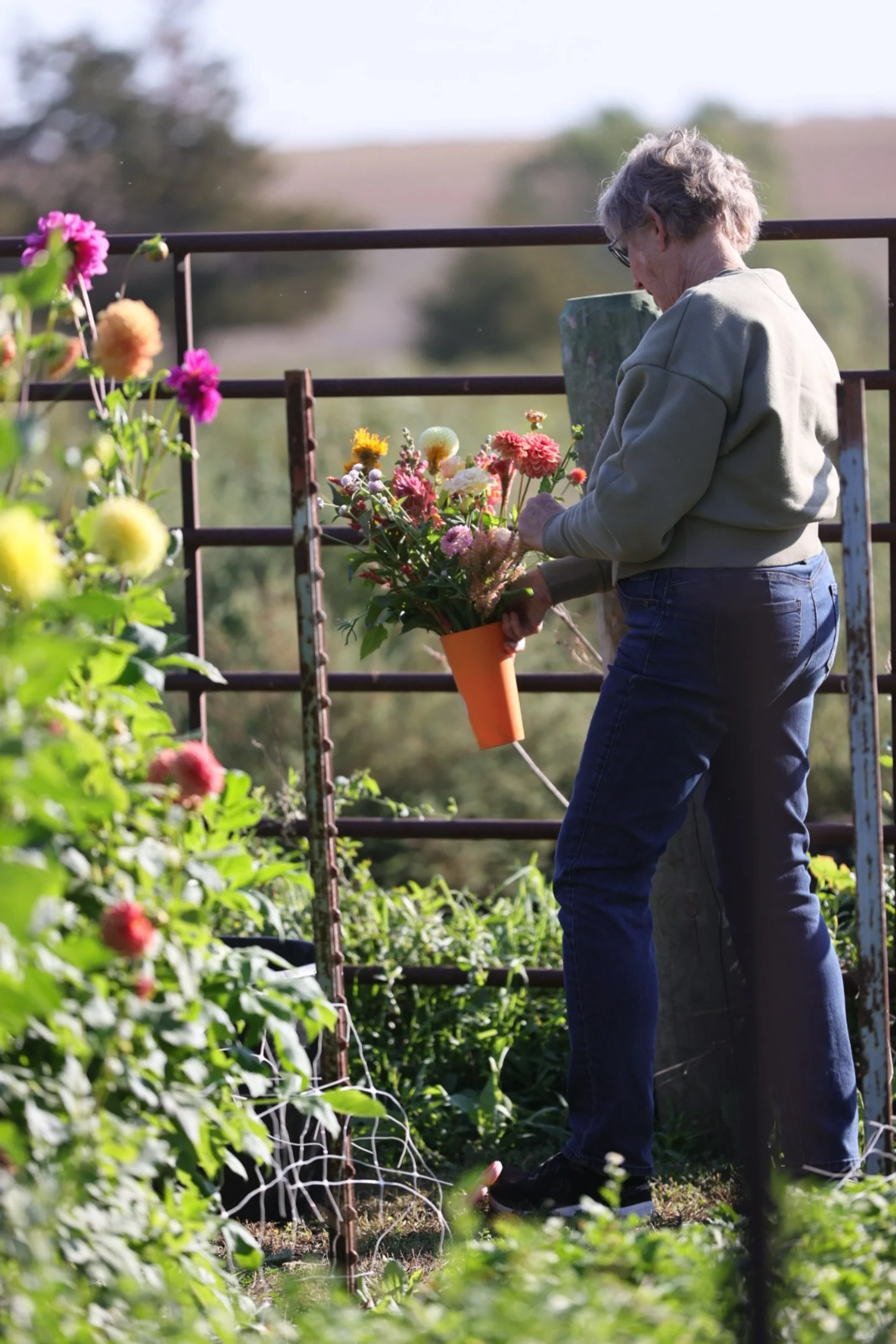 An elderly woman with short gray hair, wearing a gray long-sleeve shirt and blue jeans, is gardening with a flowerpot filled with colorful flowers on a sunny day.