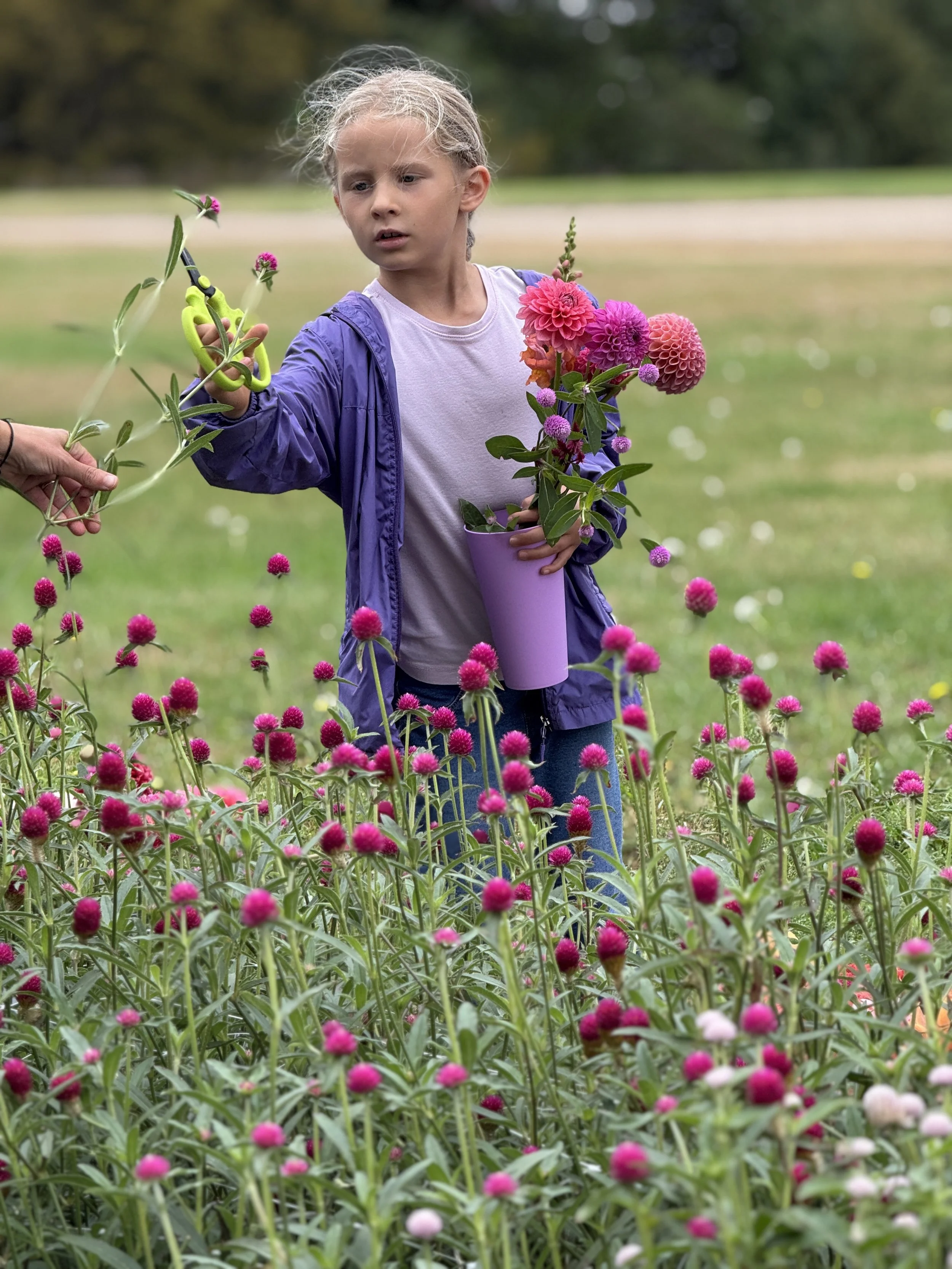 A young girl with blonde hair and wearing a purple jacket and white shirt, holding a purple pot with pink and purple flowers, stands among pink and purple flowers in a garden or park. An adult is helping her trim the flowers with garden scissors.