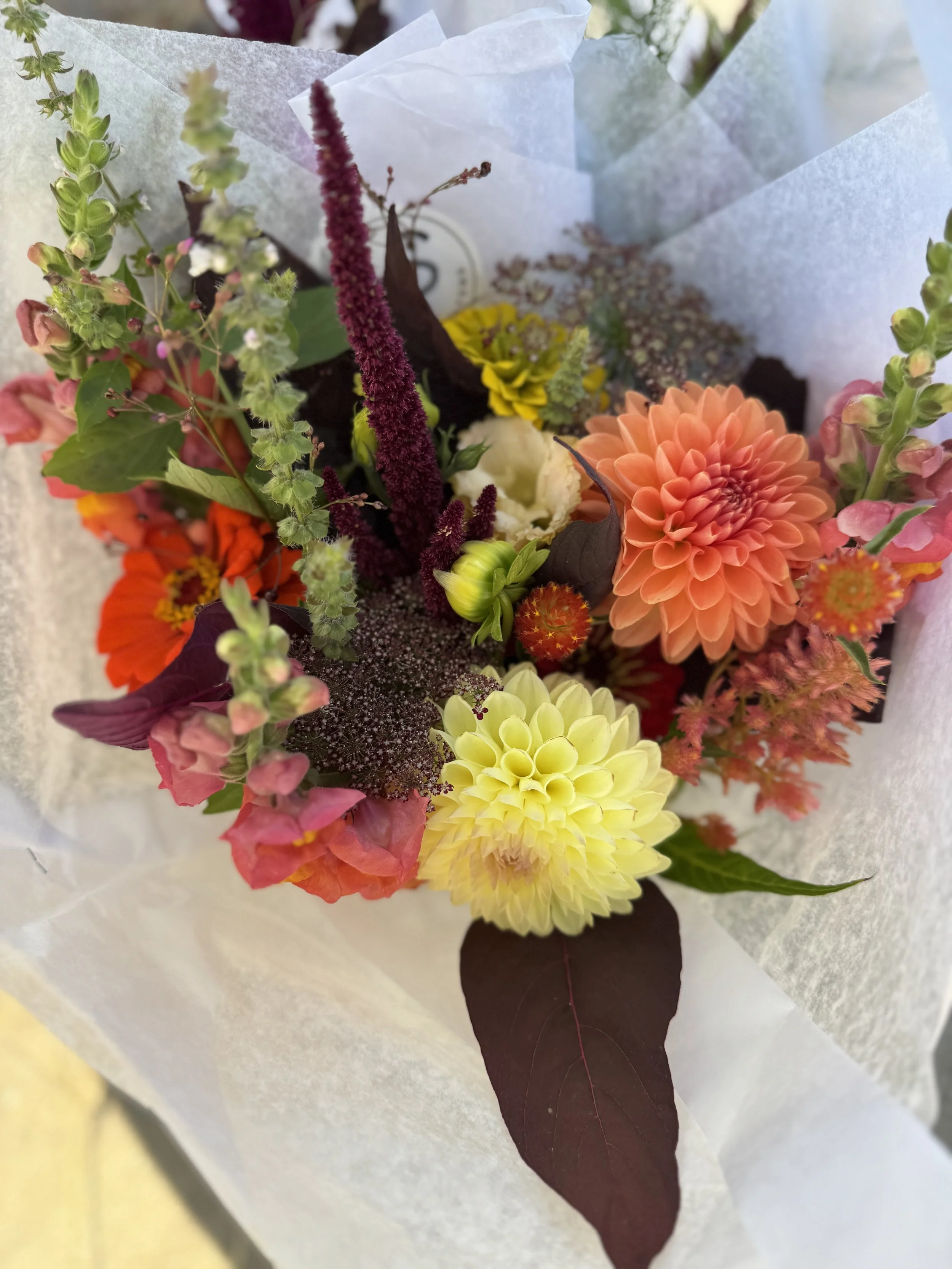 3 Week Fall Subscription