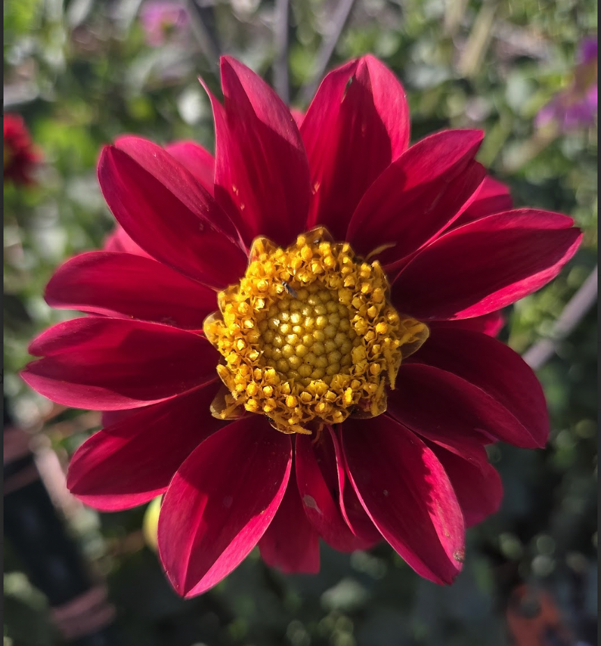 Screenshot 2026-01-29 at 11.45.34 PM.png