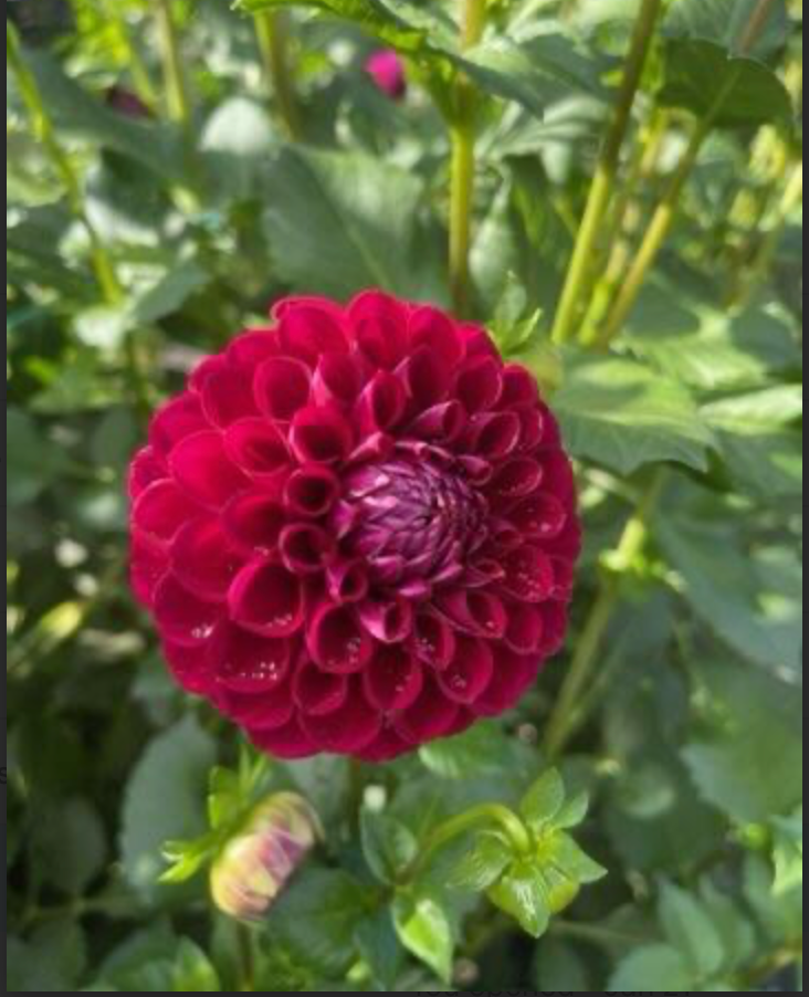 Screenshot 2026-01-22 at 11.27.32 AM.PNG