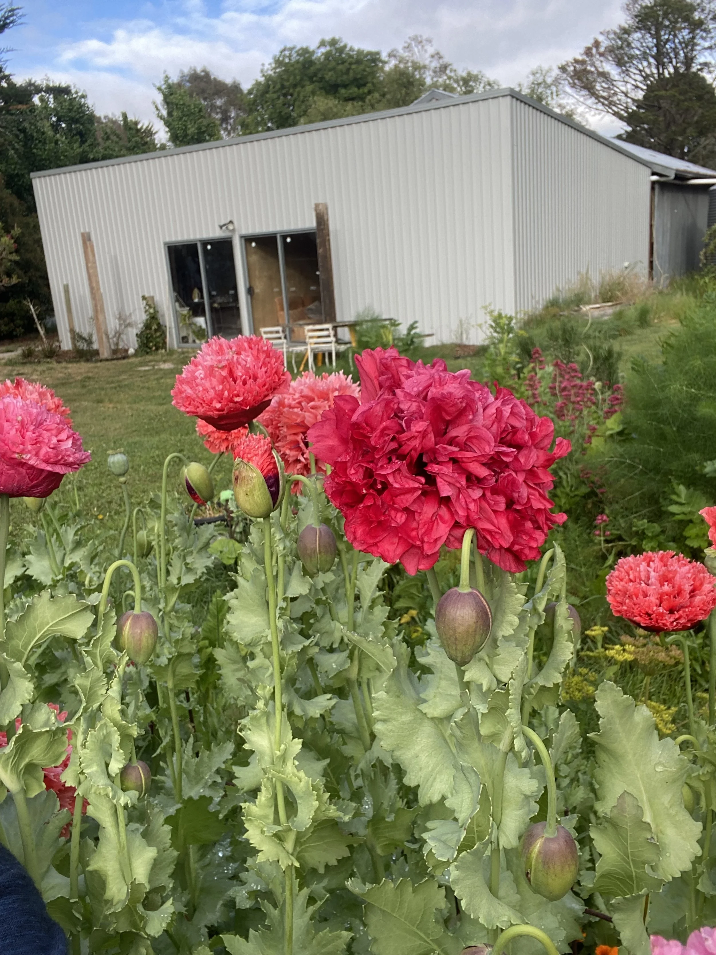 Colorful pink and red flowers in the foreground with a white barn and outdoor seating in the background.