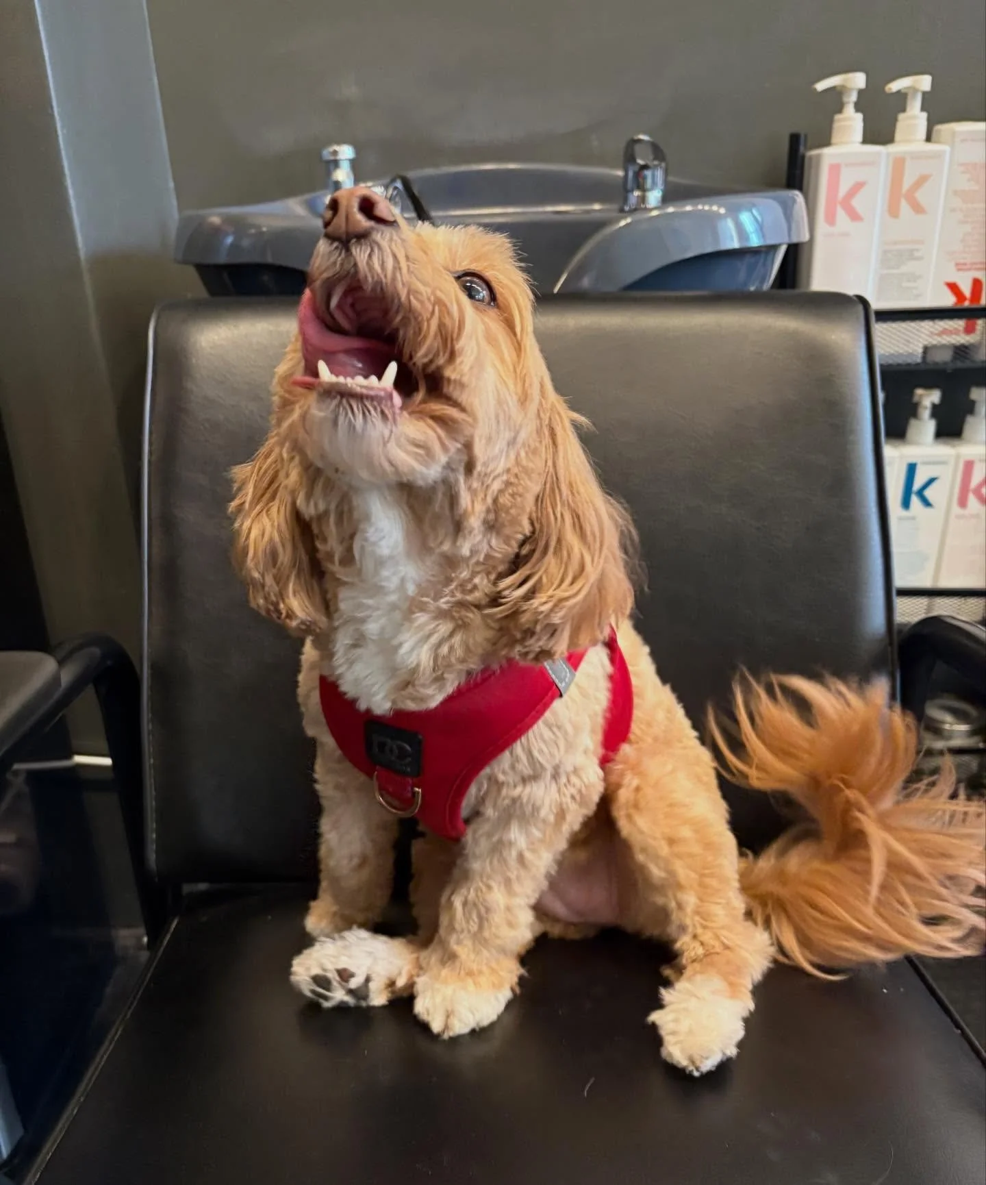 🥇 Cutest Client Award goes to ROSIE!! 💖