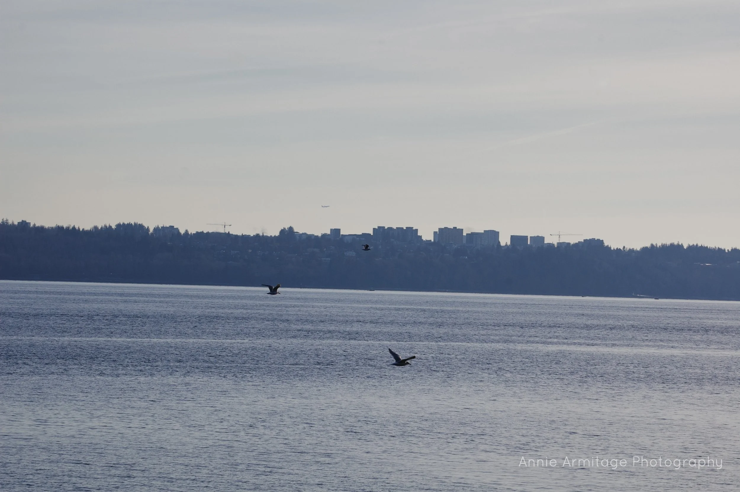 Seagulls flying over a calm body of water with a city skyline and forested hills in the background under an overcast sky.