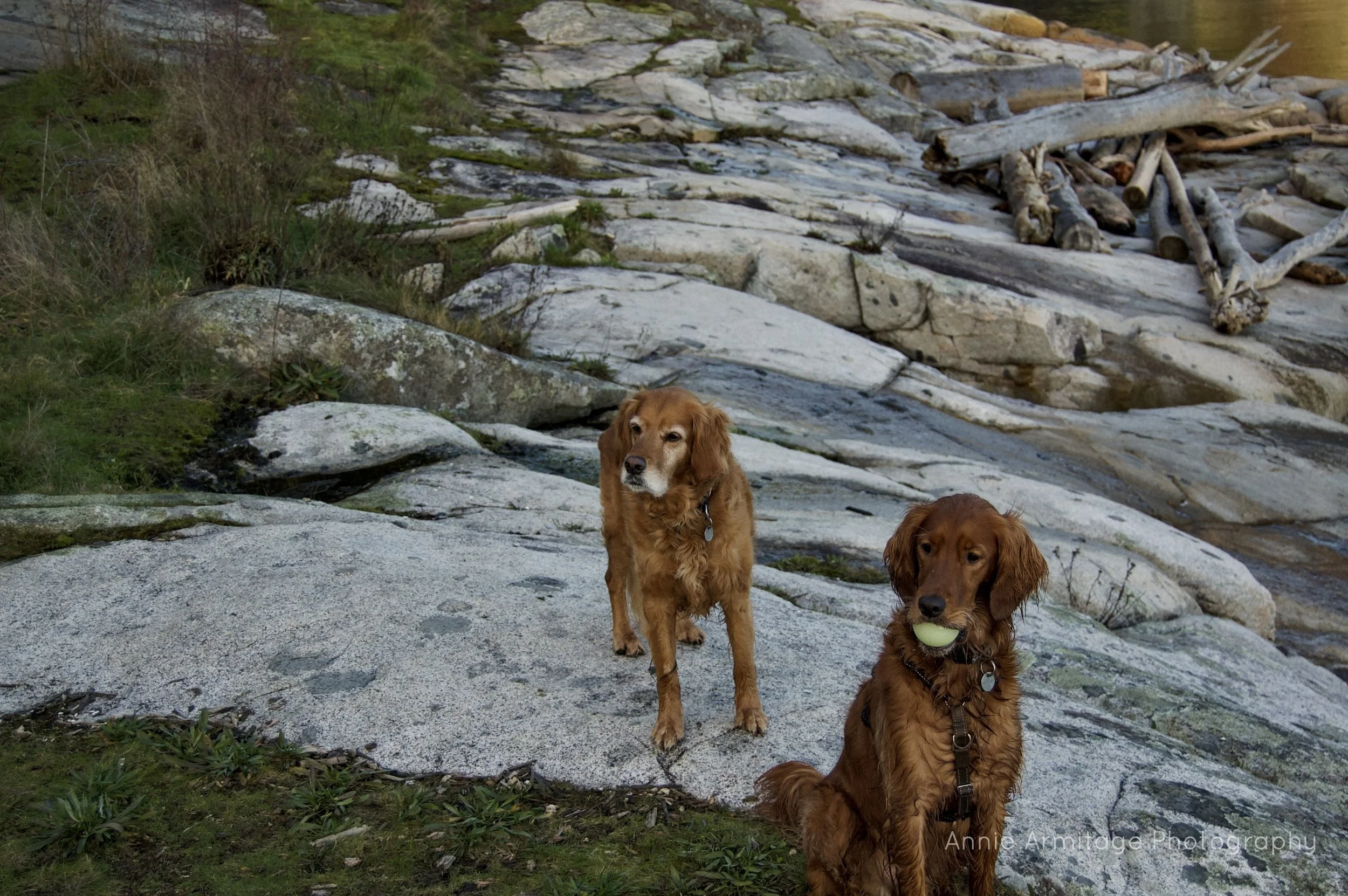 Two golden retrievers on a rocky shoreline, with one holding a tennis ball in its mouth, near driftwood and water.