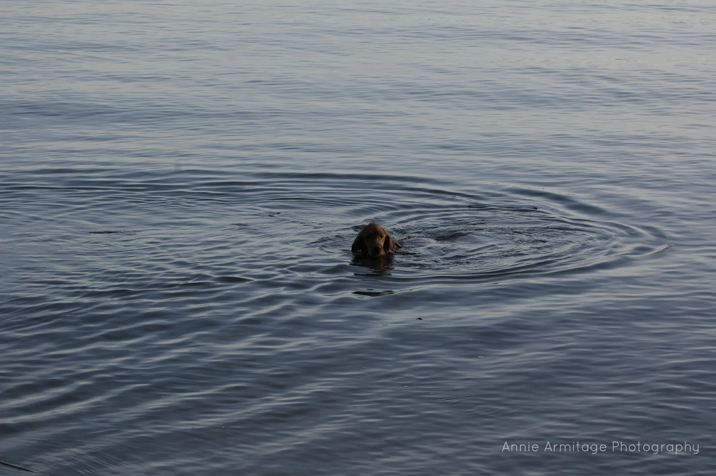 A dog swimming in a calm body of water with visible ripples around it.