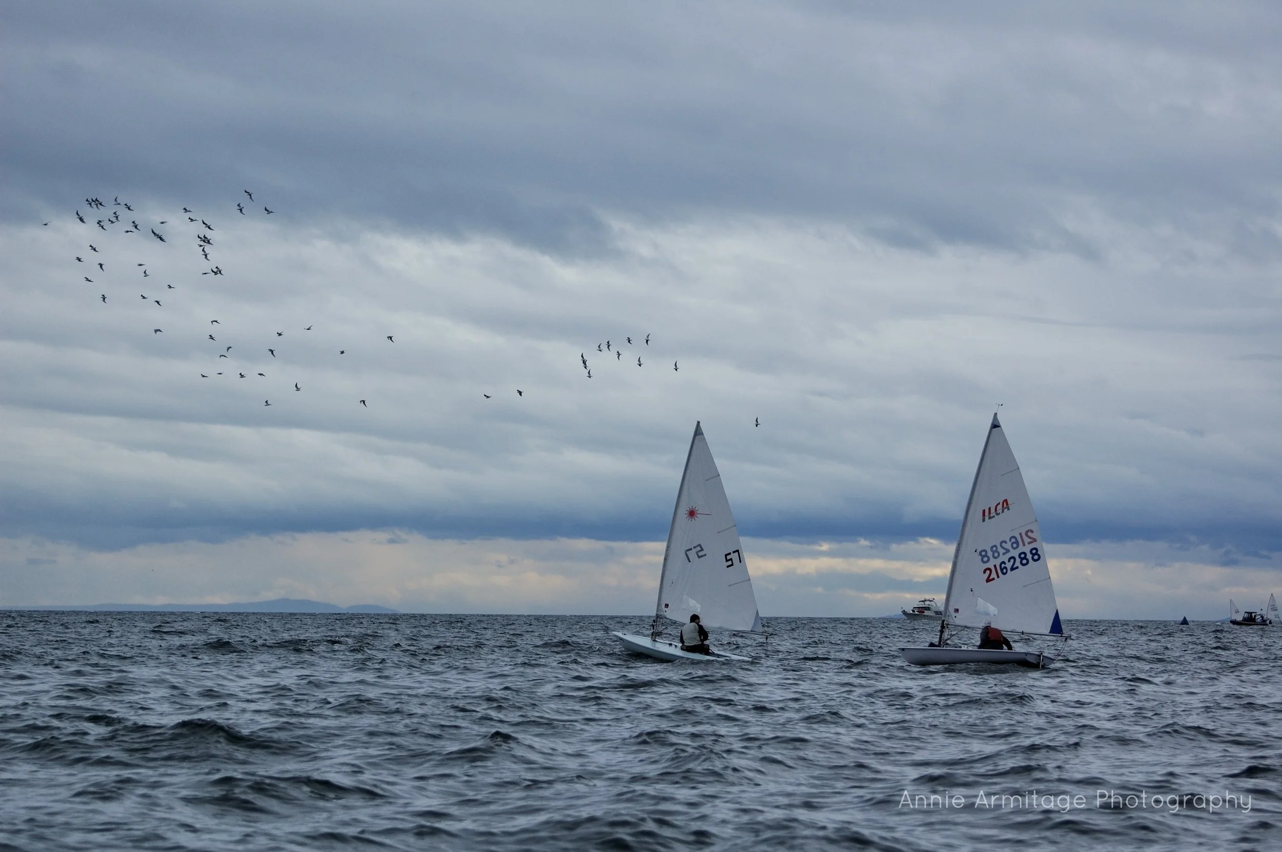 Two sailboats on the water with gray skies and a flock of birds flying overhead.