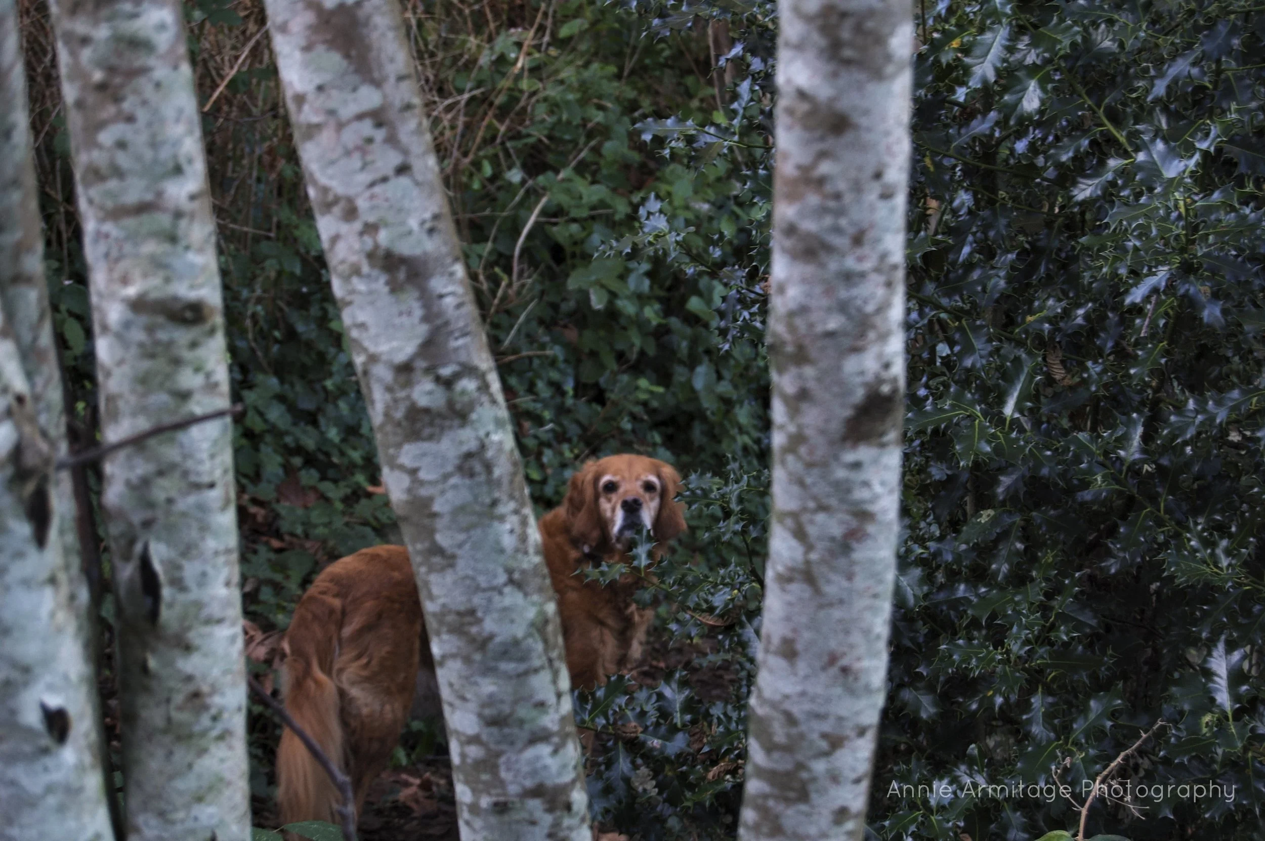 A dog with a brown coat looking through trees and bushes in a wooded area.