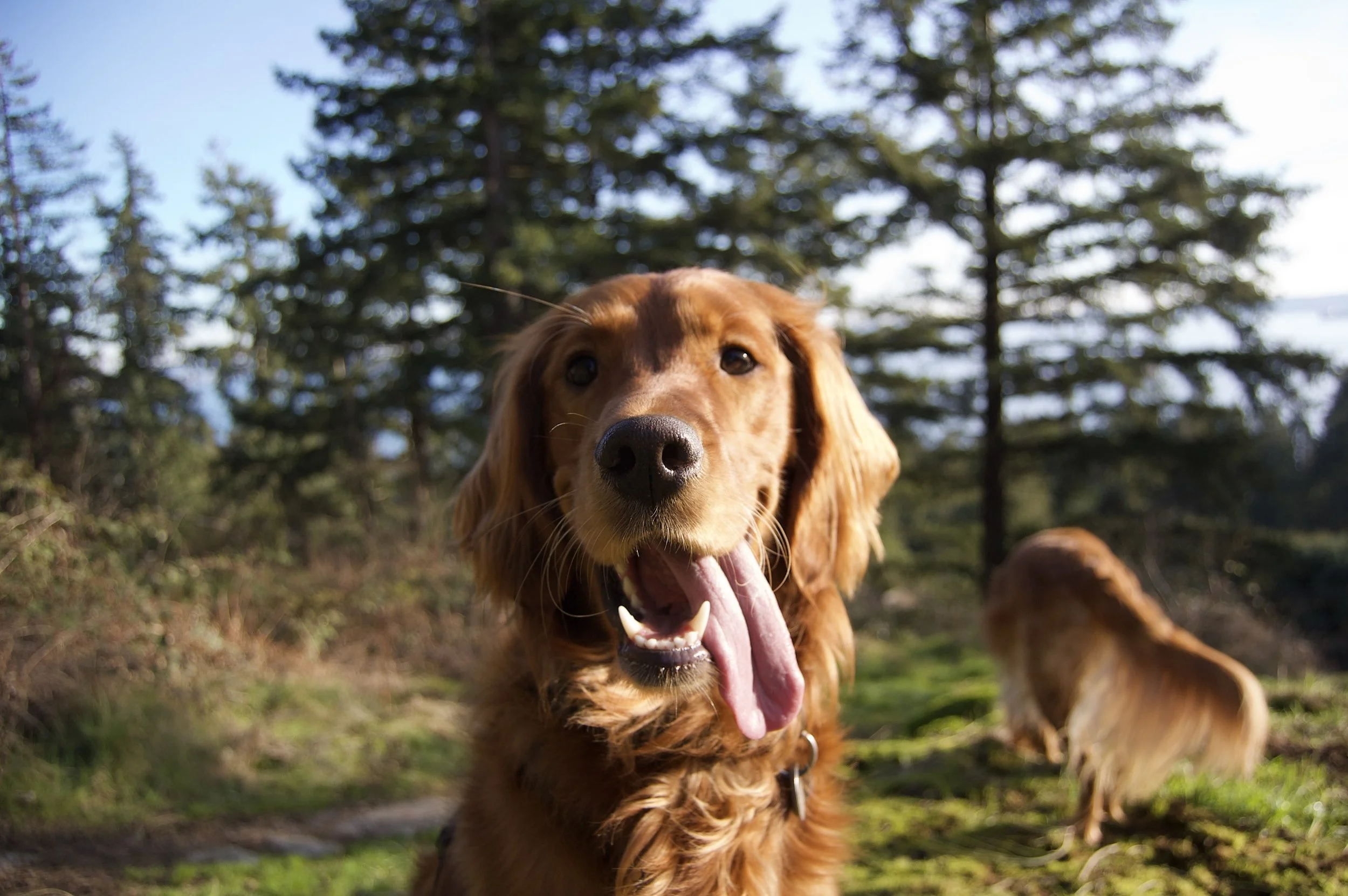 Close-up of a golden retriever dog with tongue out, standing outdoors in a forested area with another retriever in the background.