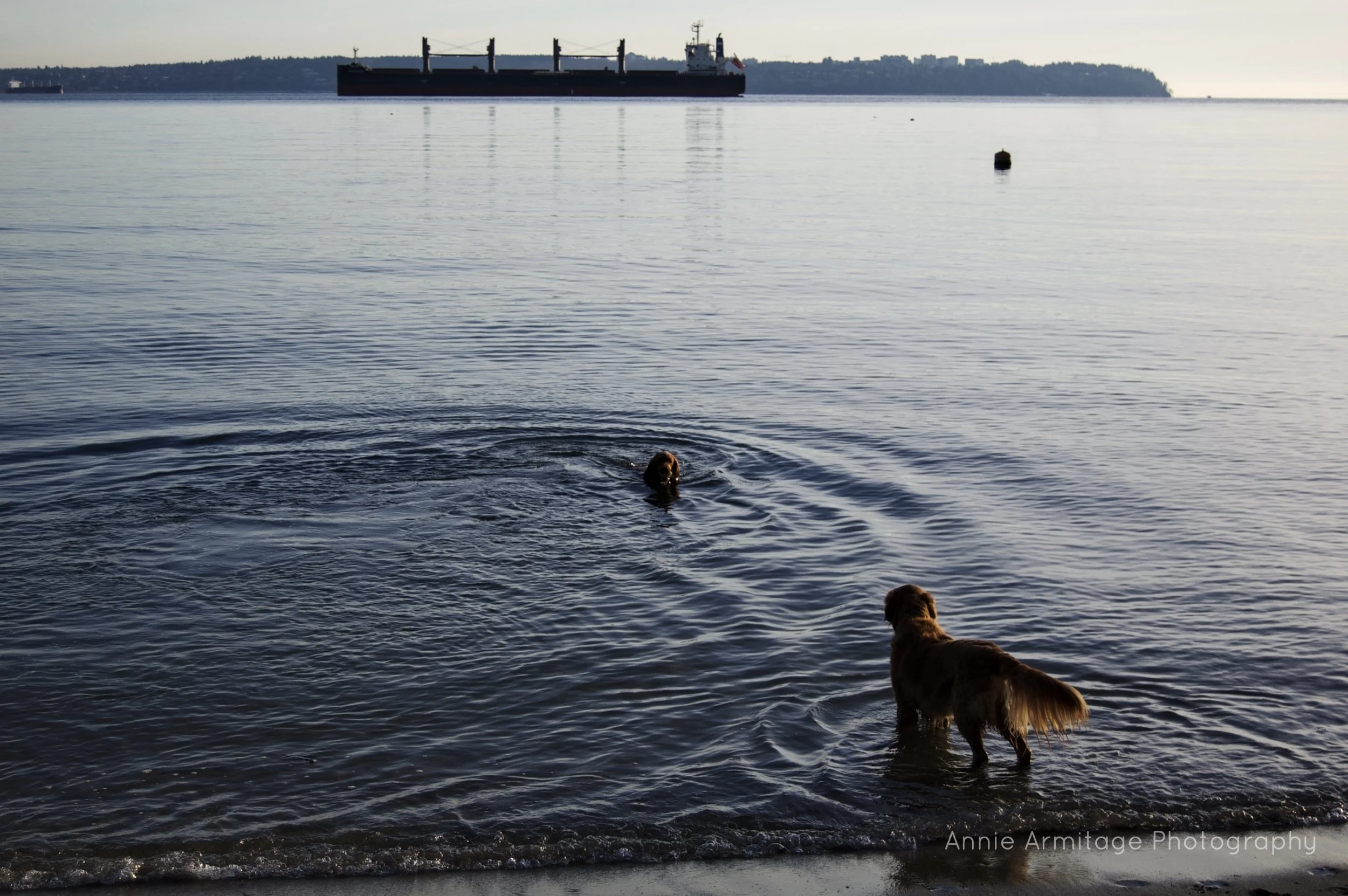 Two dogs wading in the water at the beach with a large cargo ship in the distance on a calm body of water, during sunset or early morning.